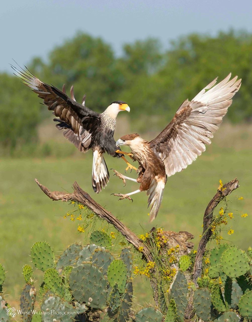 Two bald eagles are fighting over a cactus branch.