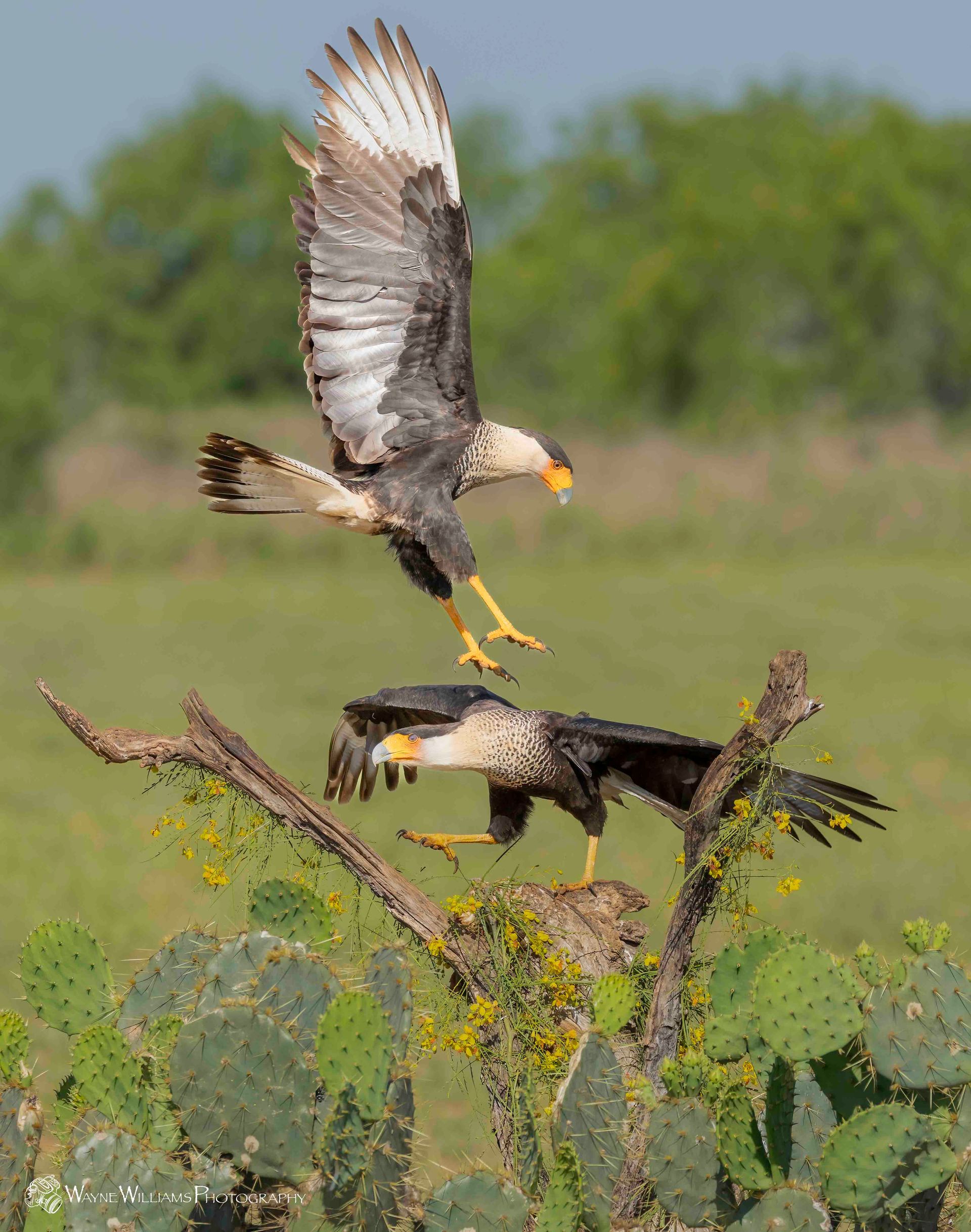 Two birds are flying over a cactus in a field.