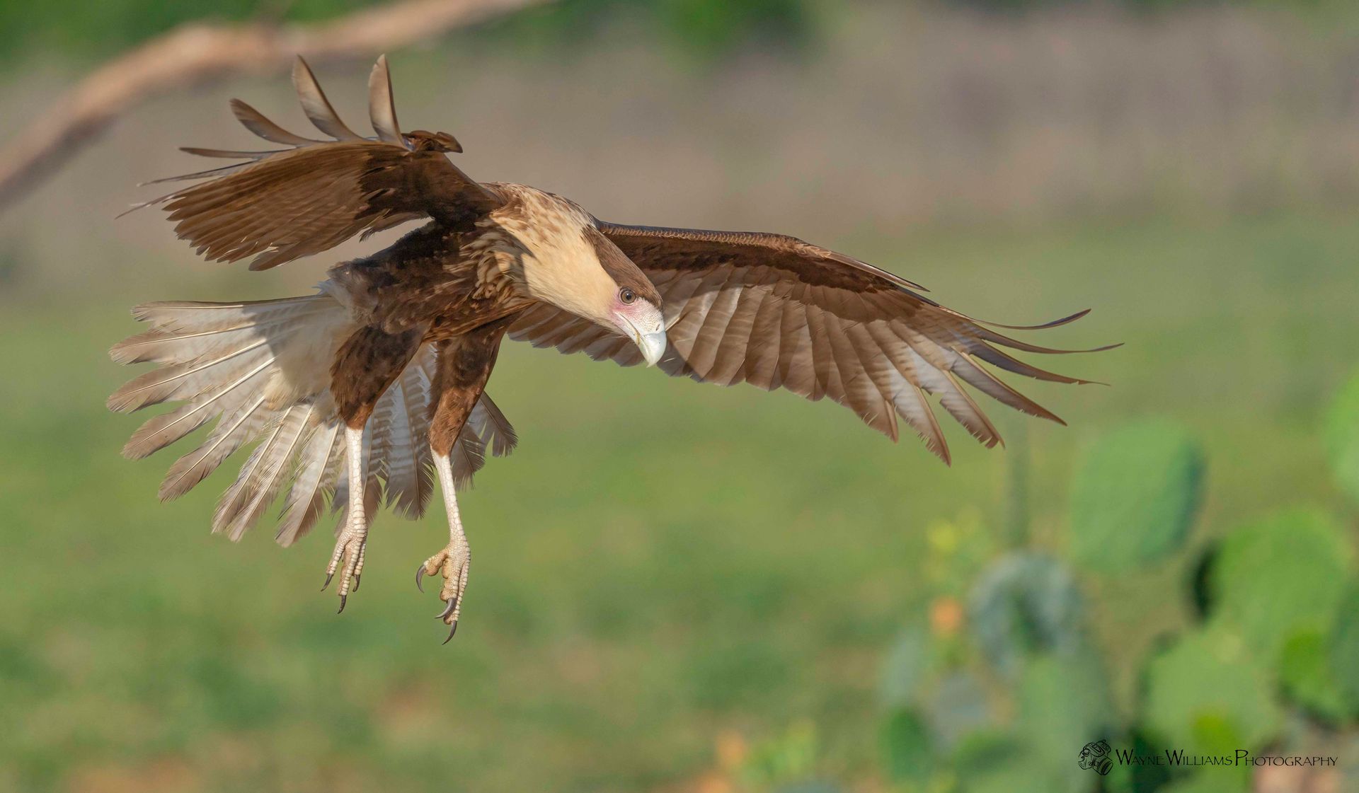 A bird is flying over a field with its wings spread.