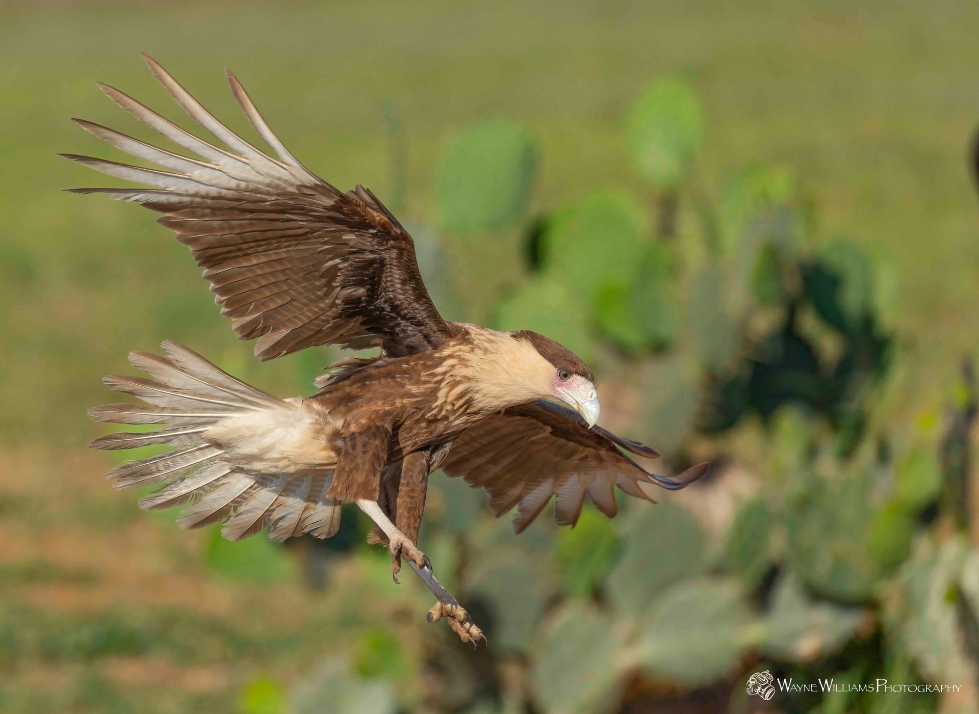A bird is flying over a field with its wings spread.