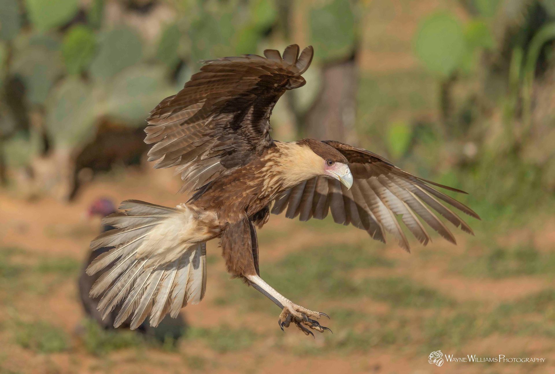 A bird is flying in the air with its wings spread.