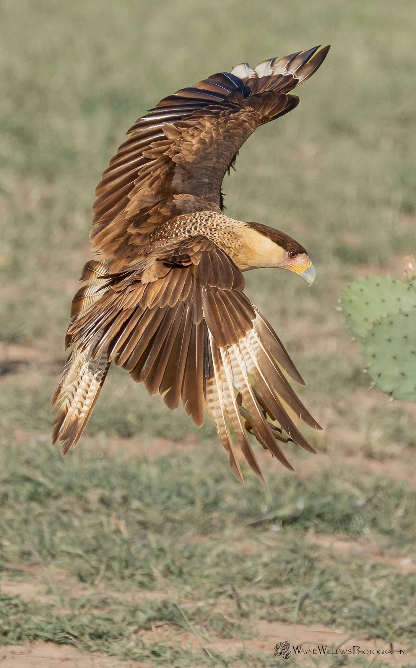 A bird is flying over a field with its wings outstretched.