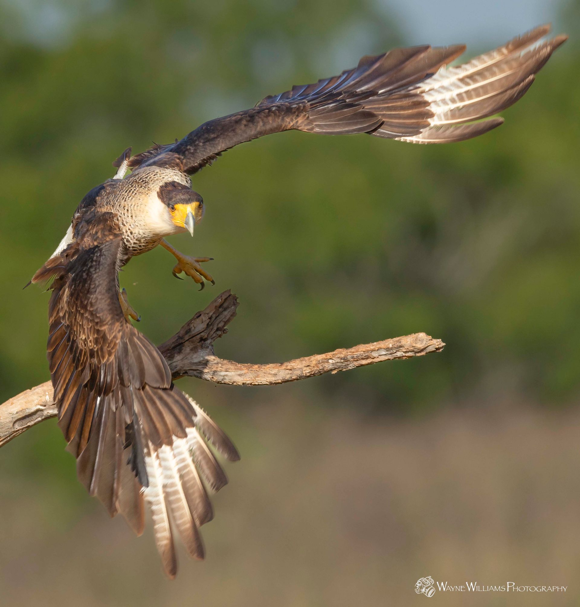 A bird is sitting on a branch with its wings outstretched