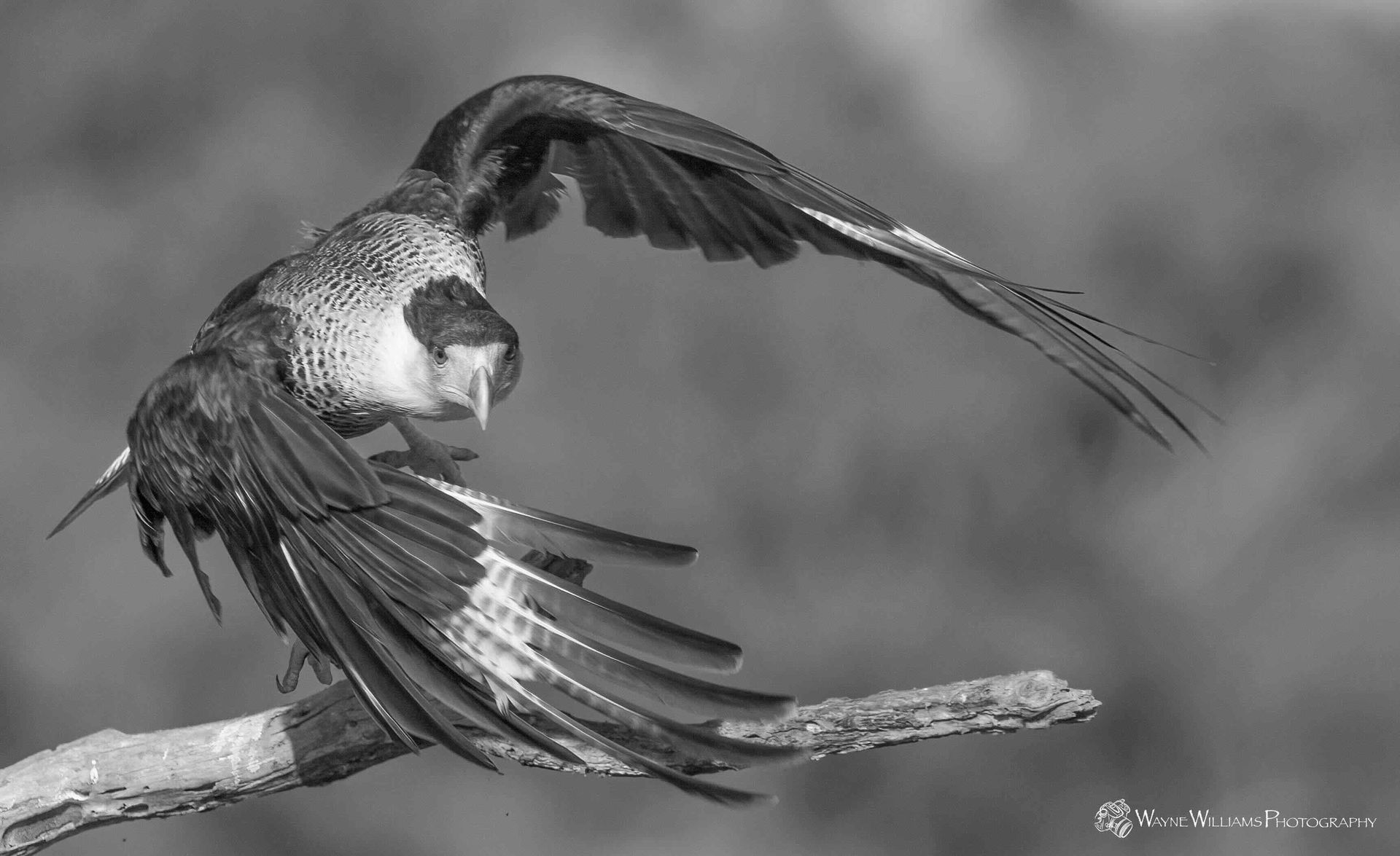 A black and white photo of a bird sitting on a branch.