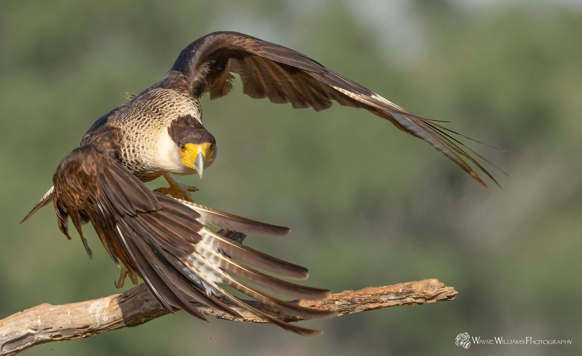 A bird is perched on a branch with its wings spread.