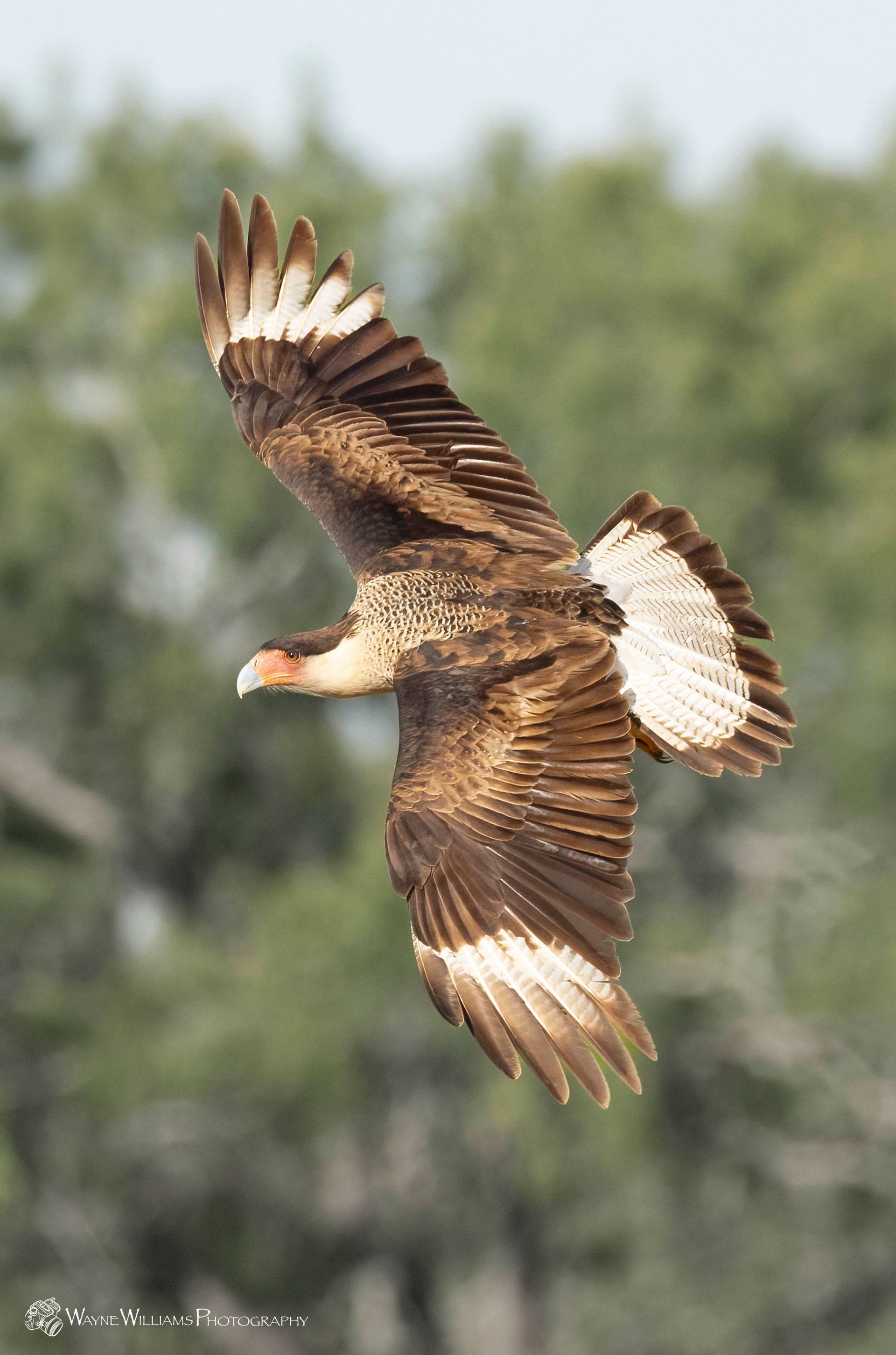 A bald eagle is flying through the air with its wings spread.