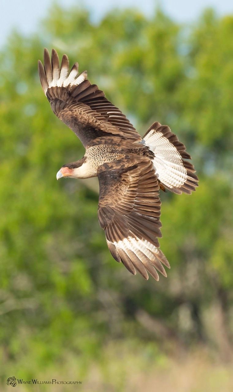 A bald eagle is flying over a field with its wings spread.