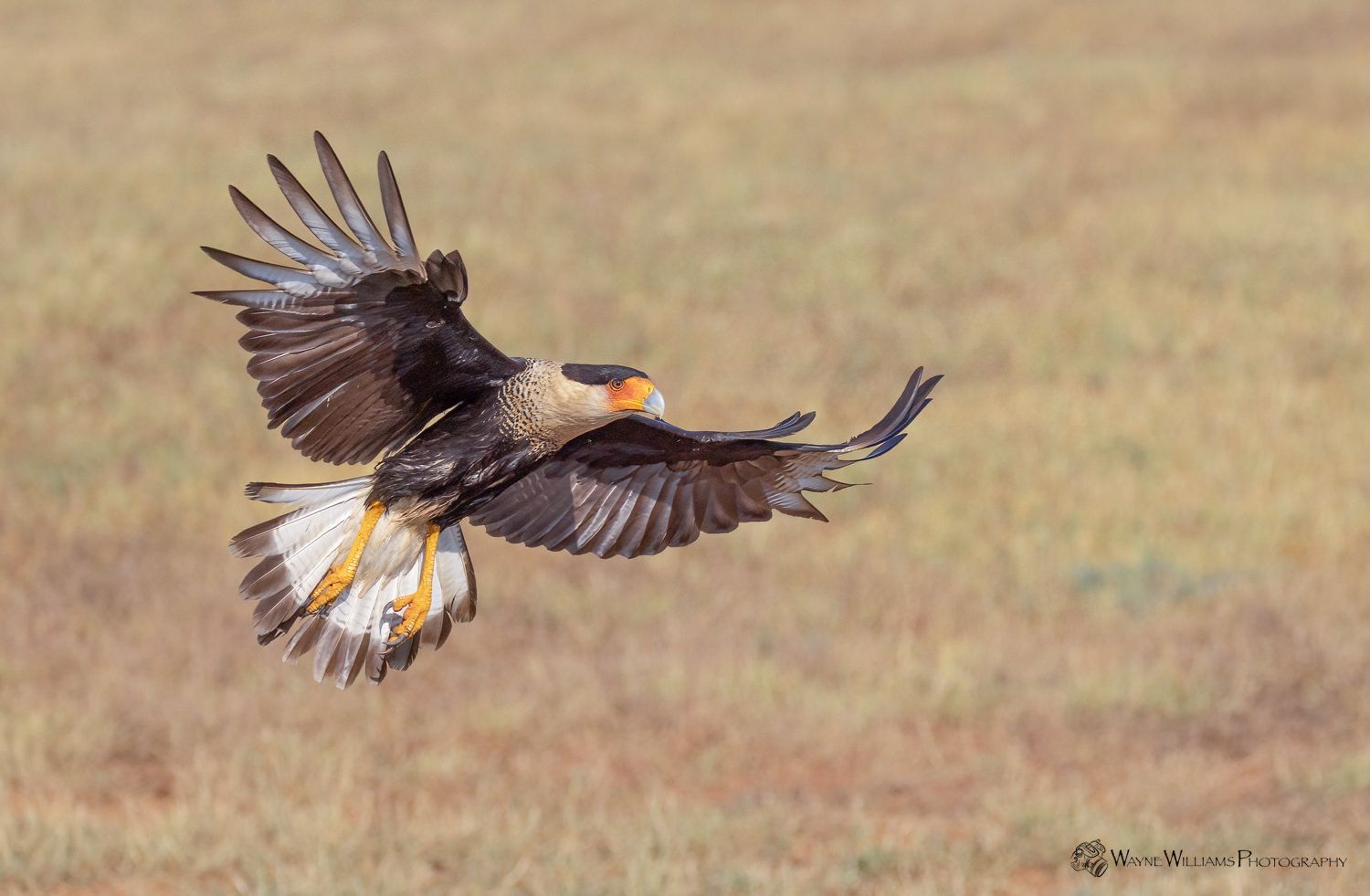 A bird is flying over a field with its wings spread.