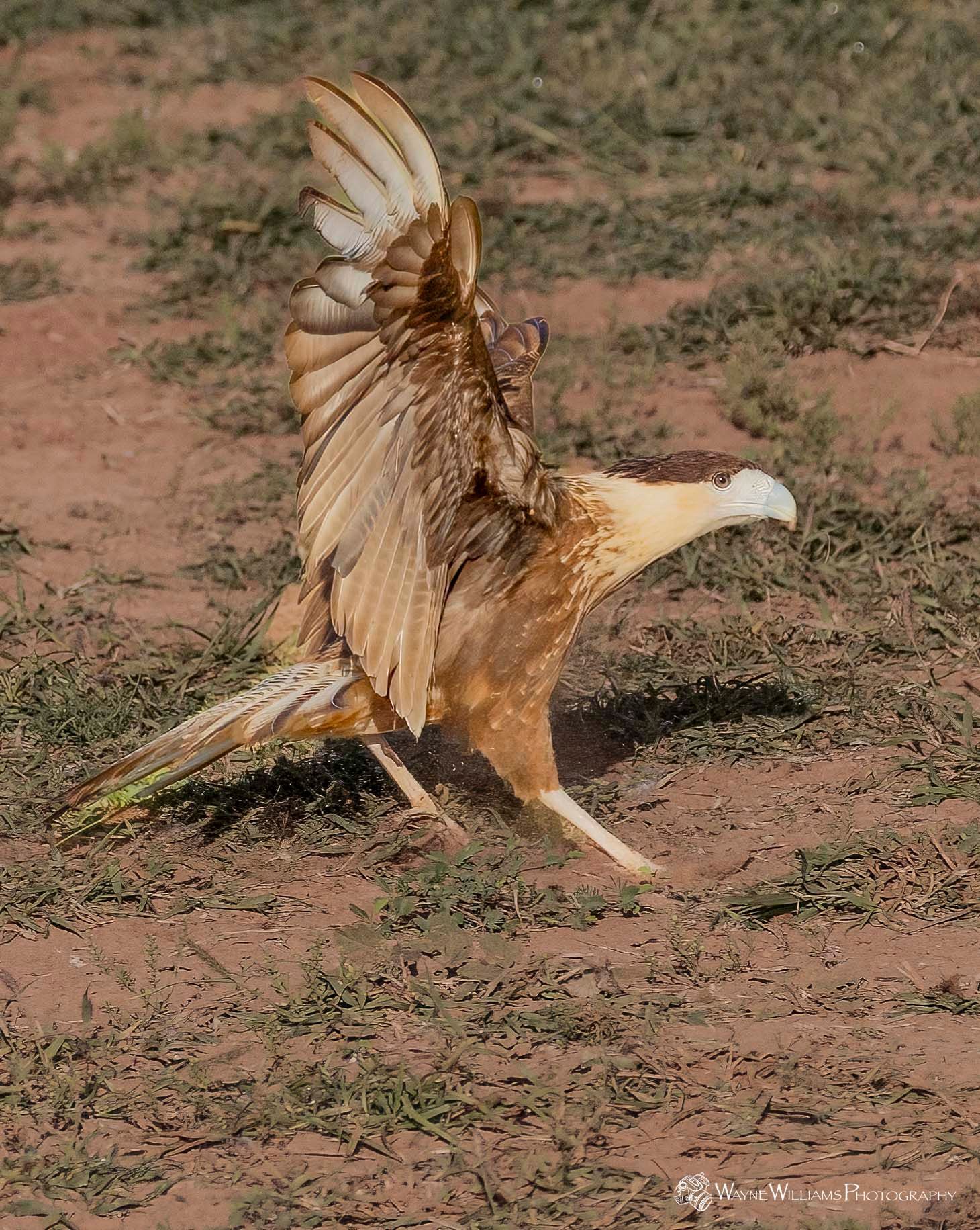 A bird is standing on its hind legs in the grass with its wings spread.