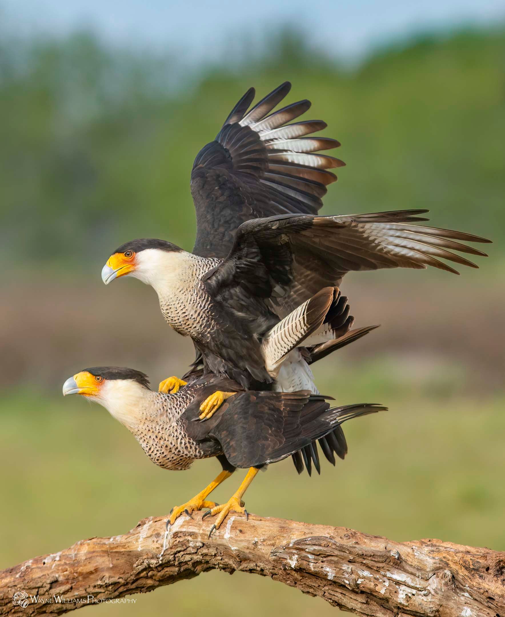 Two birds are standing on a branch with their wings outstretched