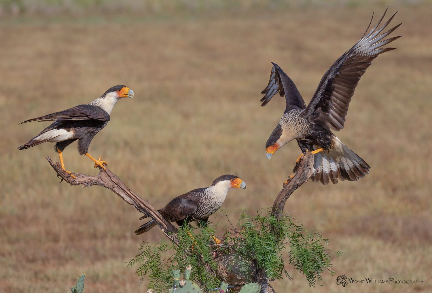 Three birds are perched on a branch in a field.