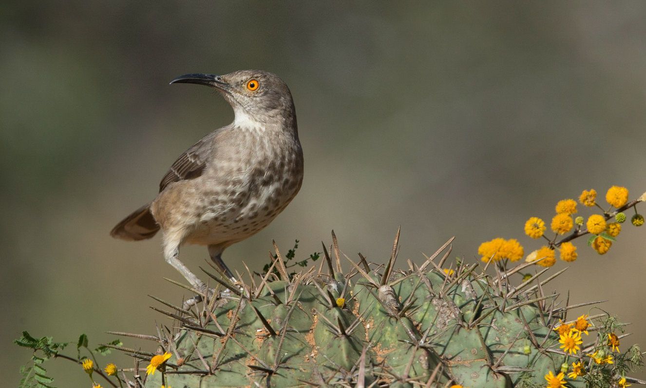 A bird perched on top of a cactus with yellow flowers.