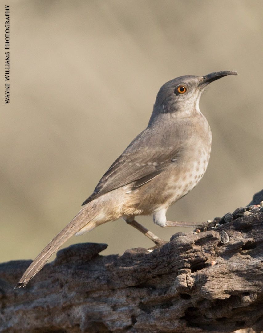 A small bird perched on a piece of wood