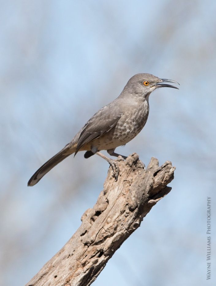 A small bird perched on a tree branch with its beak open