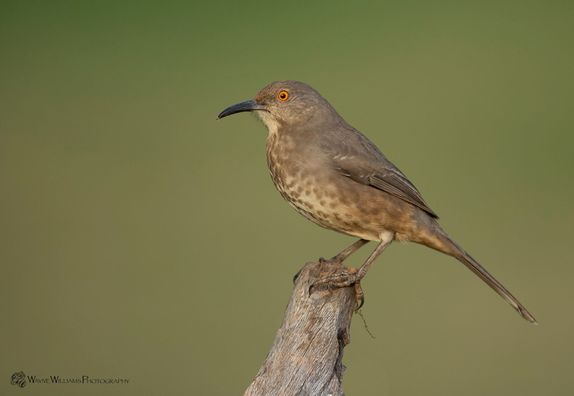 A white bird is sitting on a rock near the water