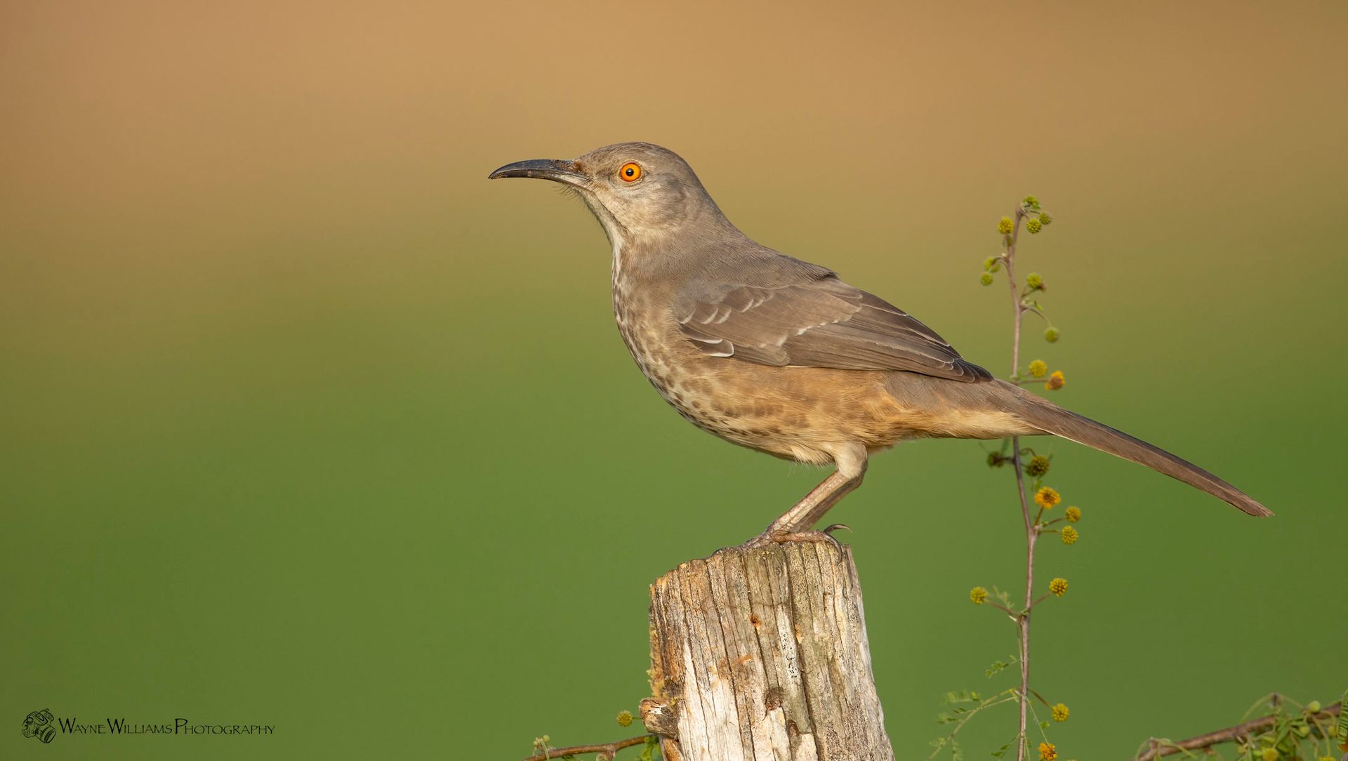 A bird perched on top of a tree stump.