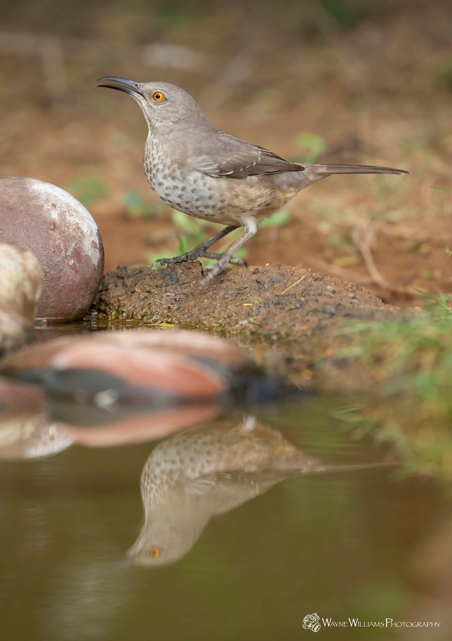 A small bird is perched on a rock next to a body of water.