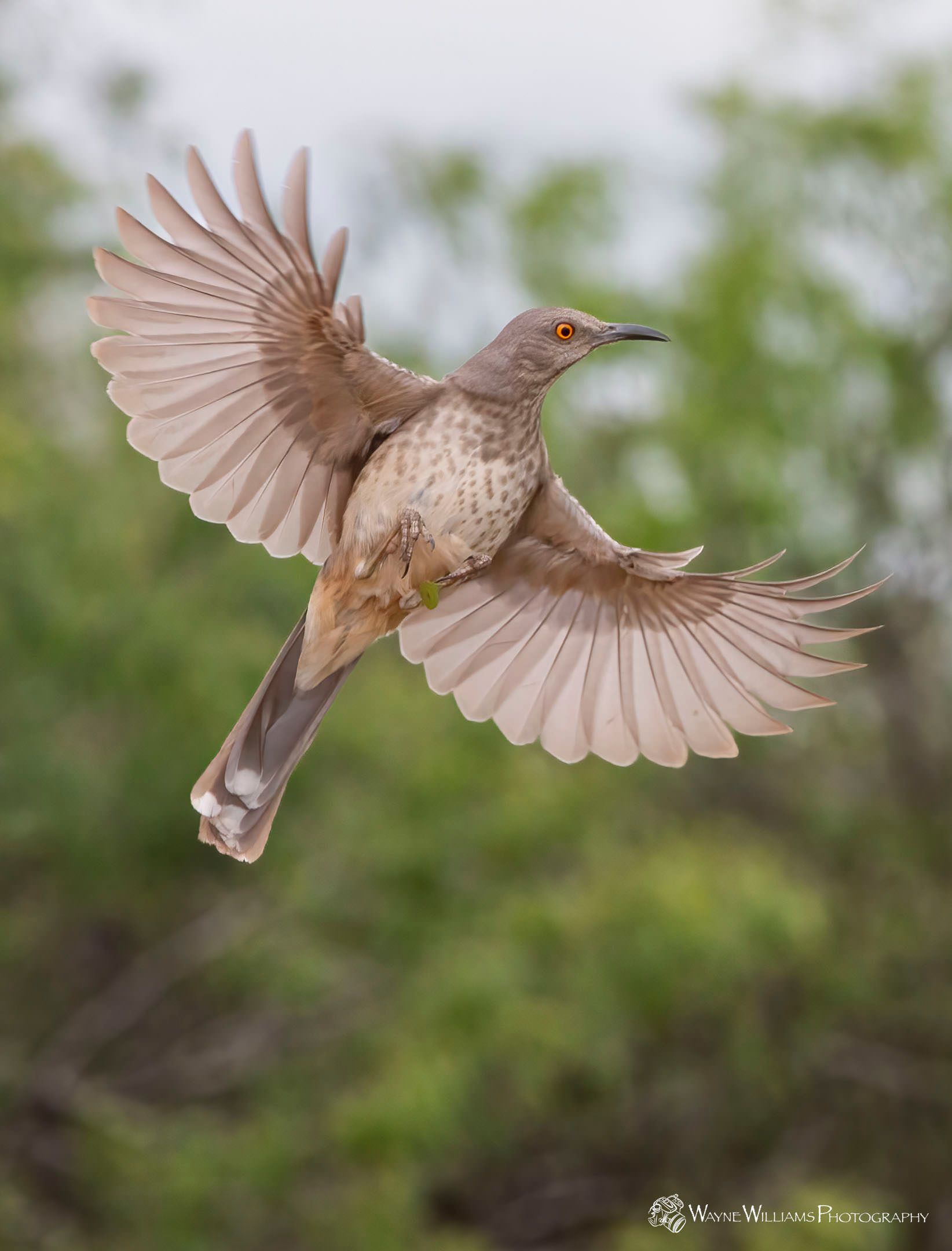 A bird is flying through the air with its wings spread.