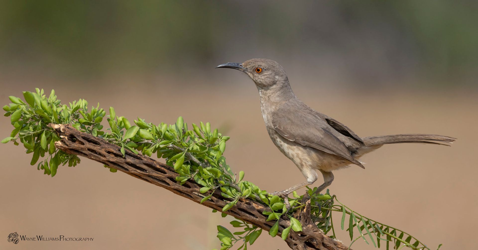 A small bird perched on a branch of a tree.