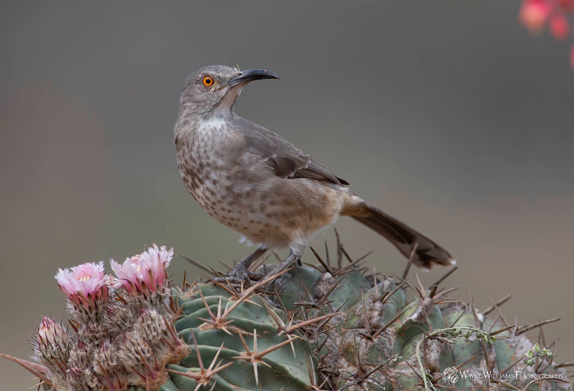 A small bird perched on top of a cactus with pink flowers.