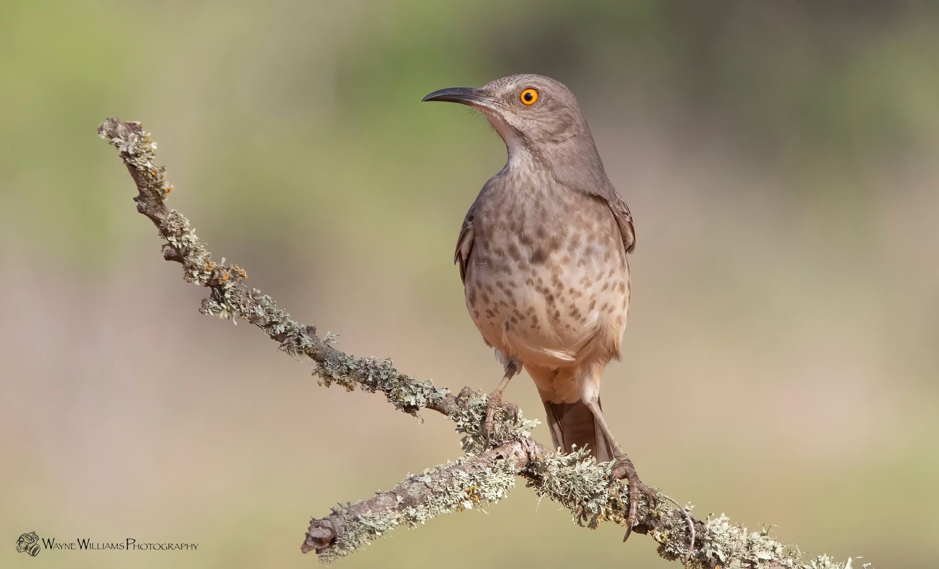 A small bird perched on a tree branch.