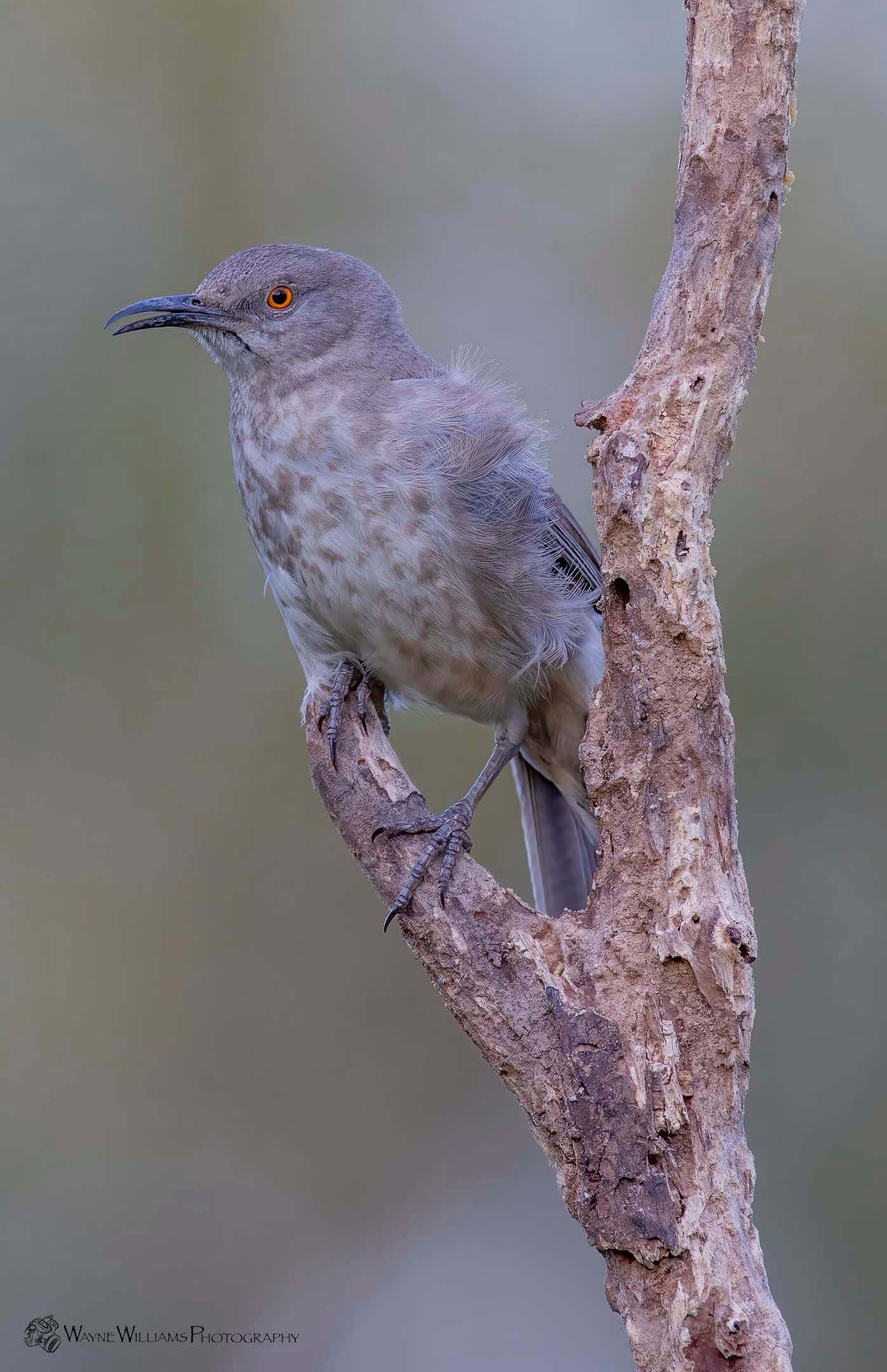 A small bird perched on a tree branch.