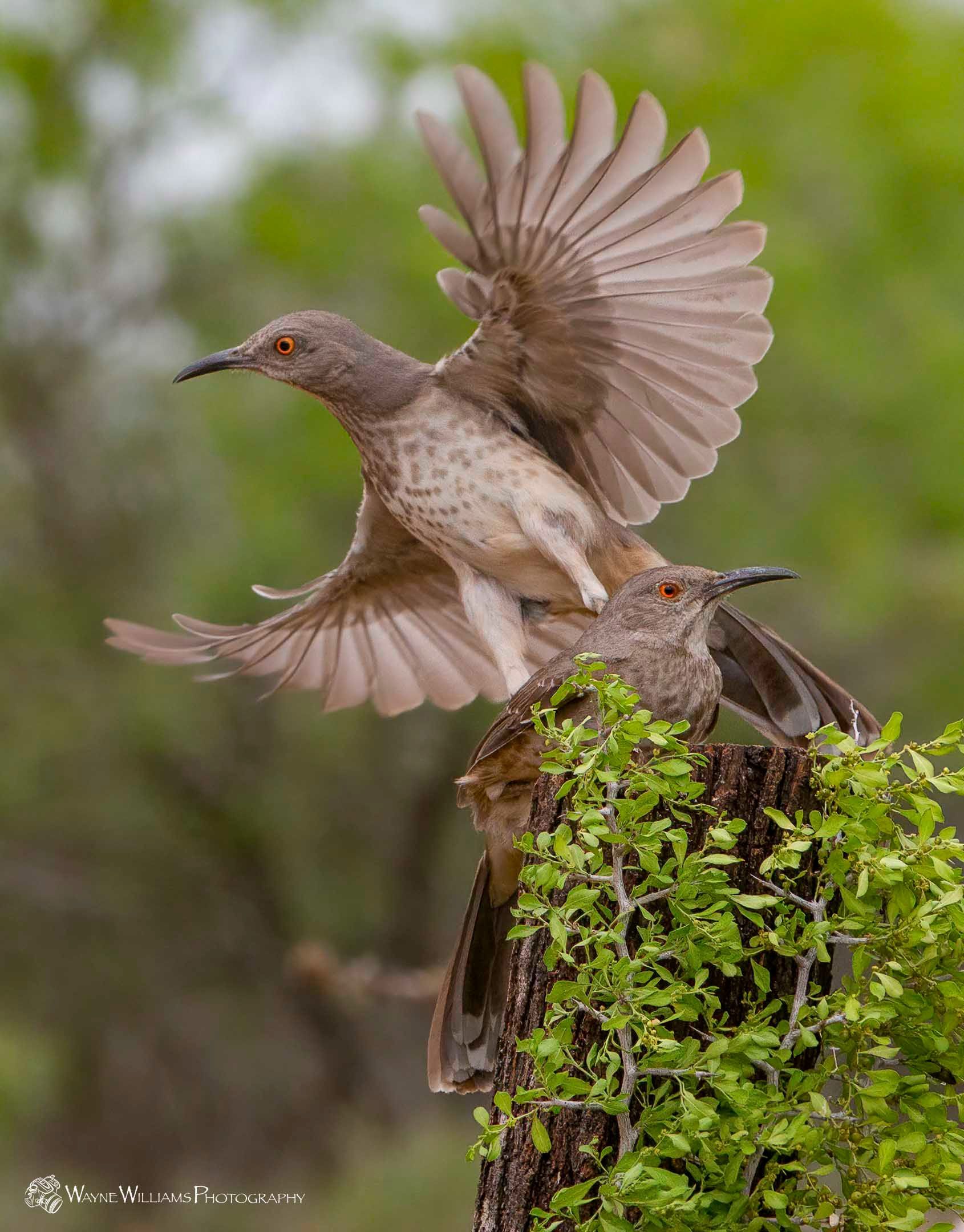 Two birds are perched on a tree stump with their wings outstretched.