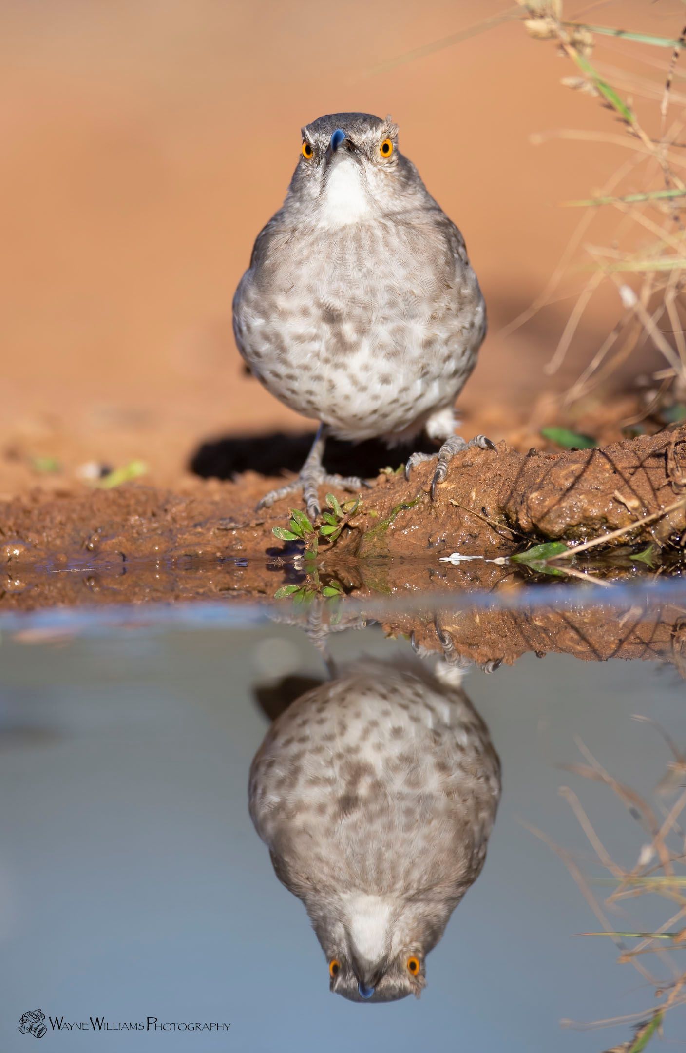 A bird is standing on a rock next to a body of water.