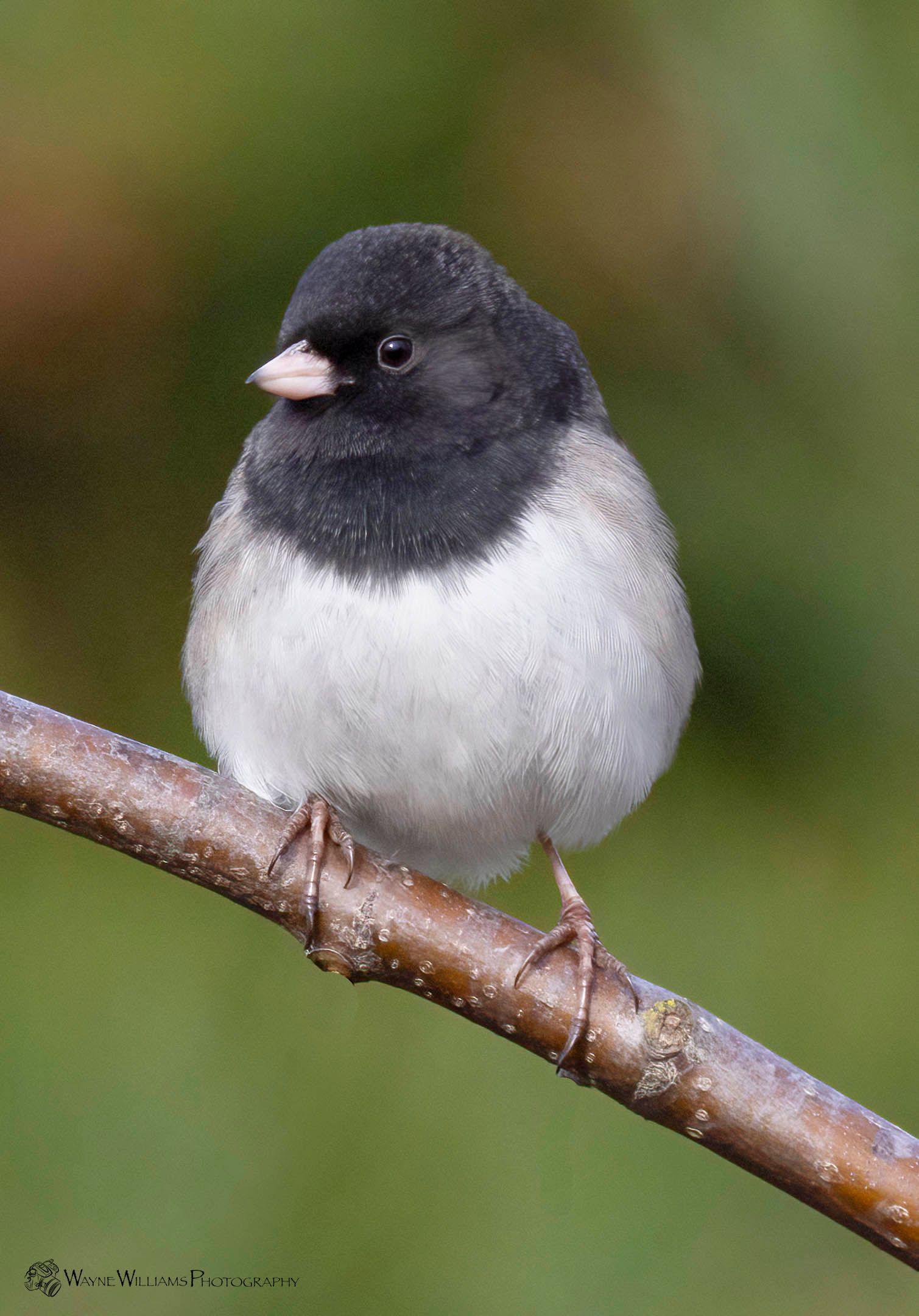 A small black and white bird perched on a tree branch.