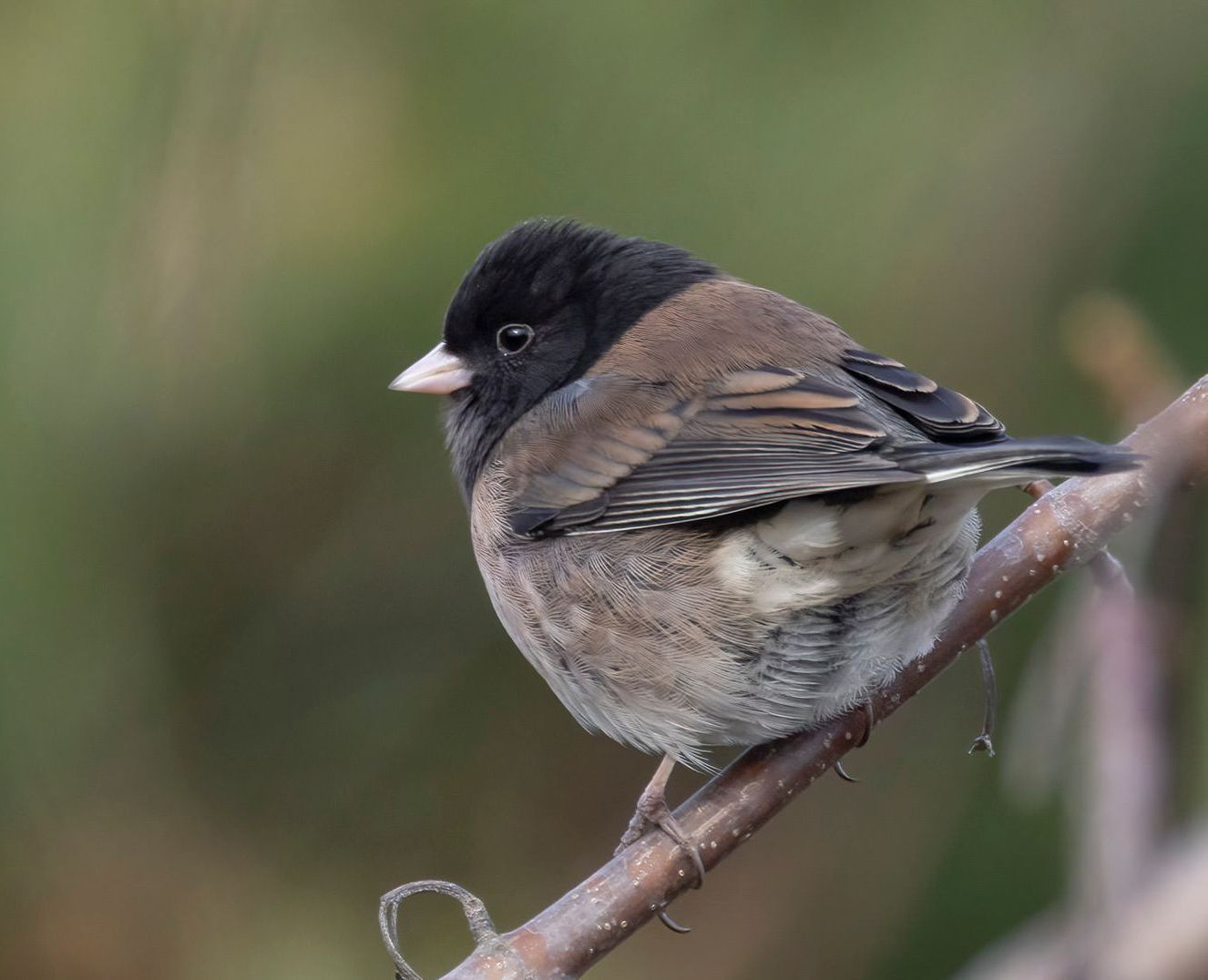 A small bird perched on a tree branch.