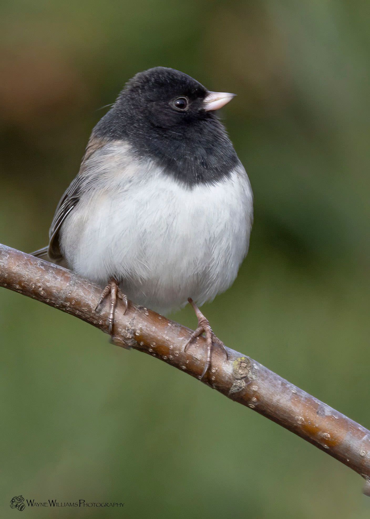 A small black and white bird perched on a tree branch.