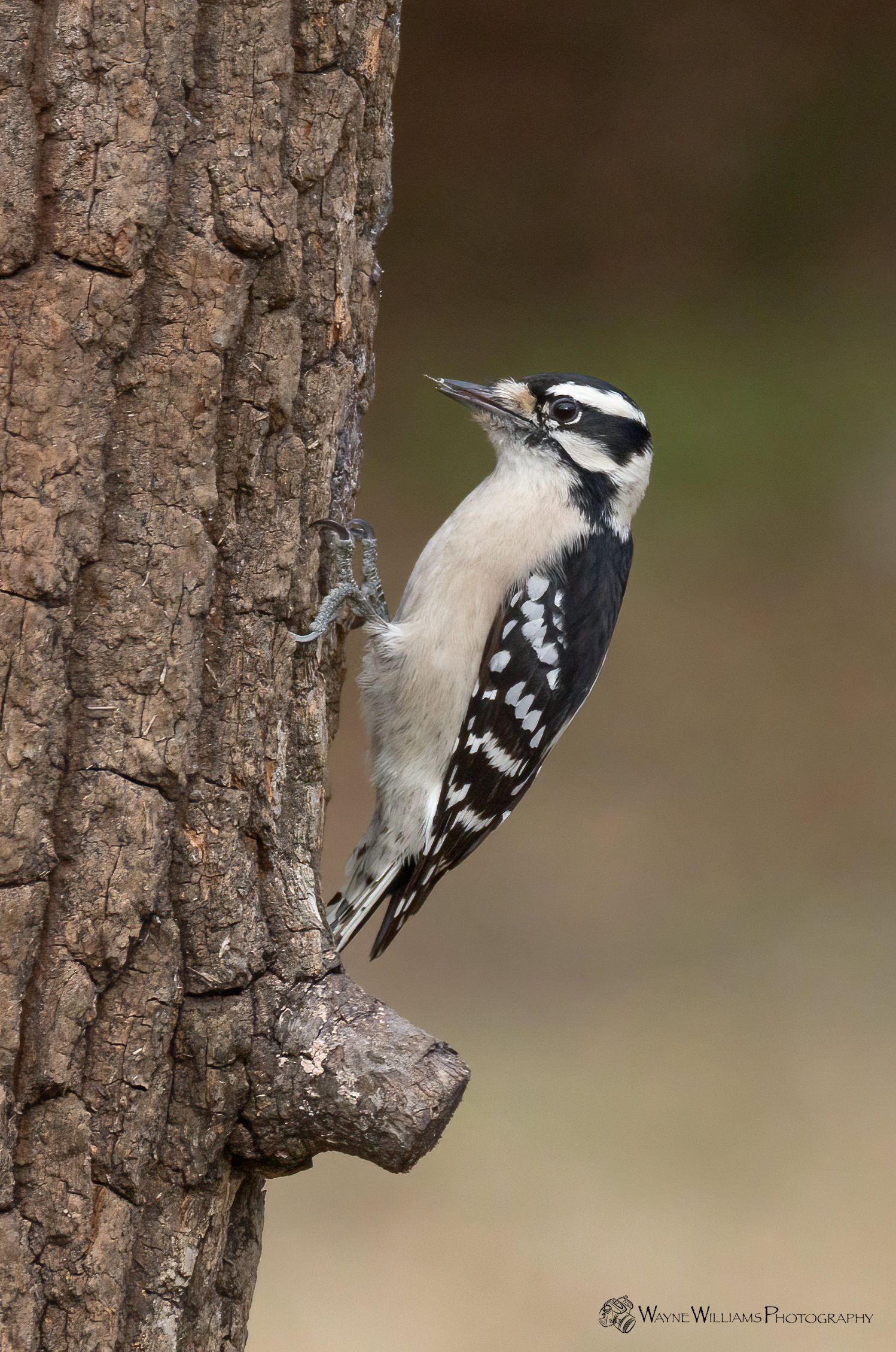 A black and white woodpecker perched on a tree trunk.
