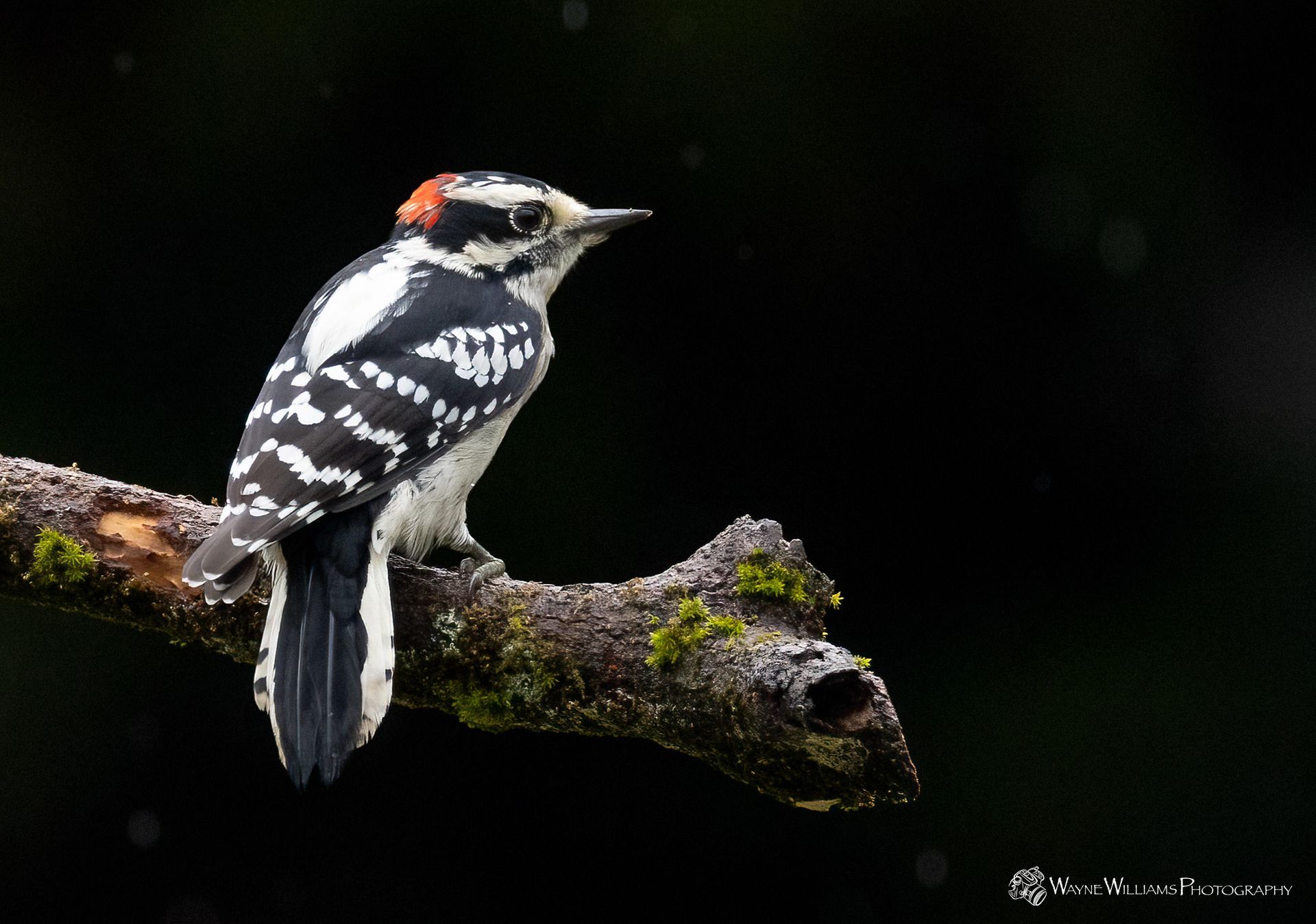A small black and white bird perched on a tree branch.