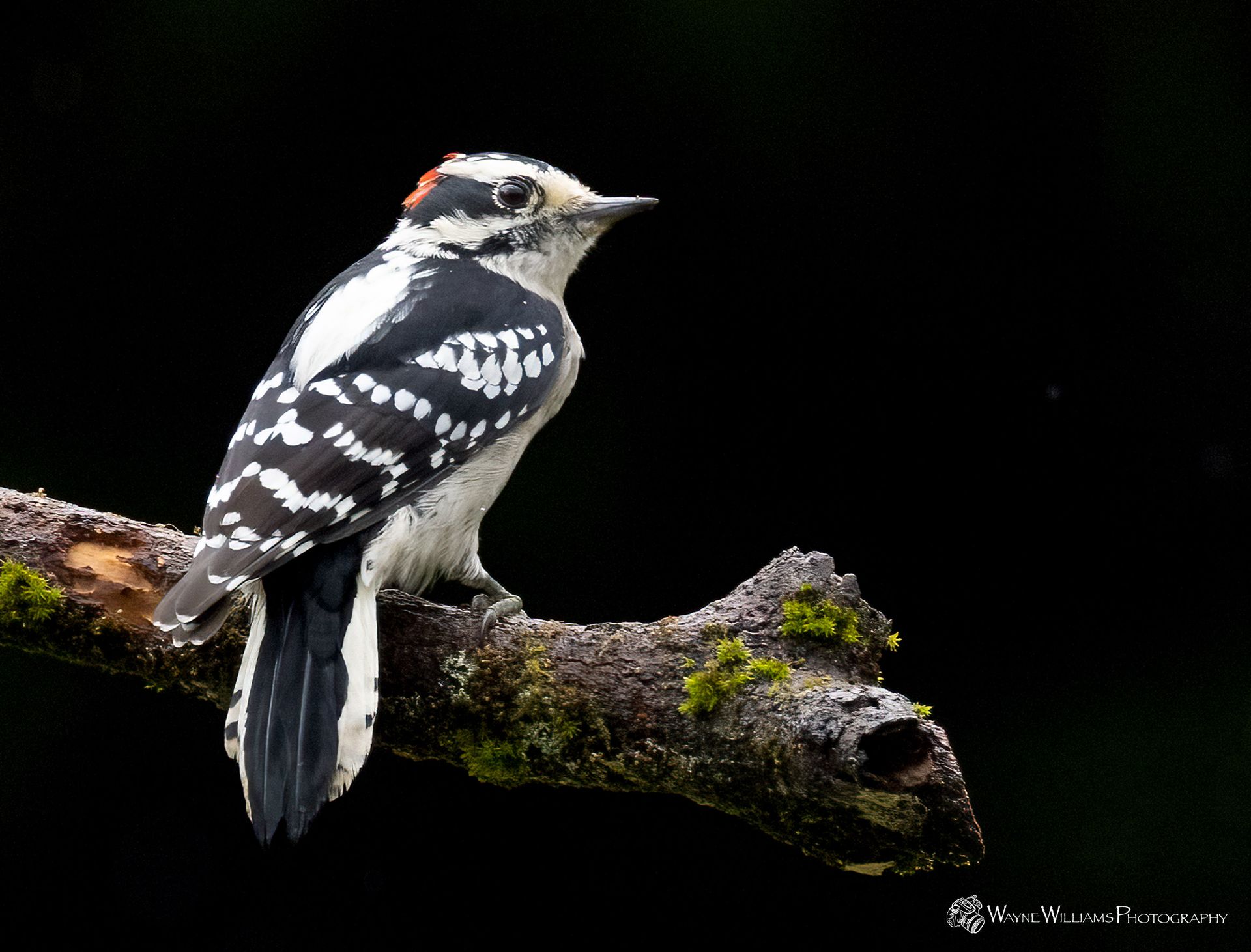 A black and white bird perched on a tree branch.