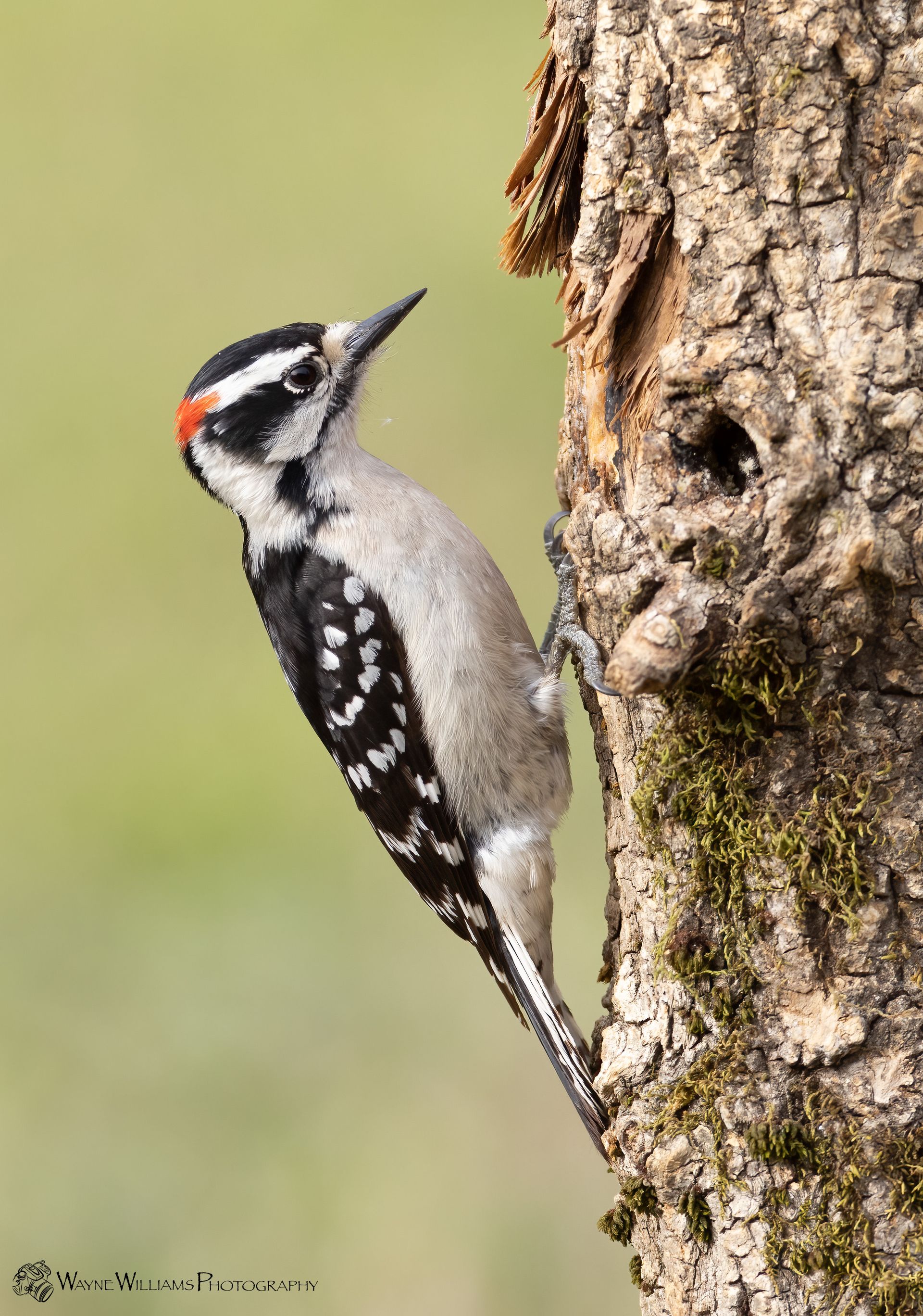 A black and white woodpecker perched on a tree trunk.