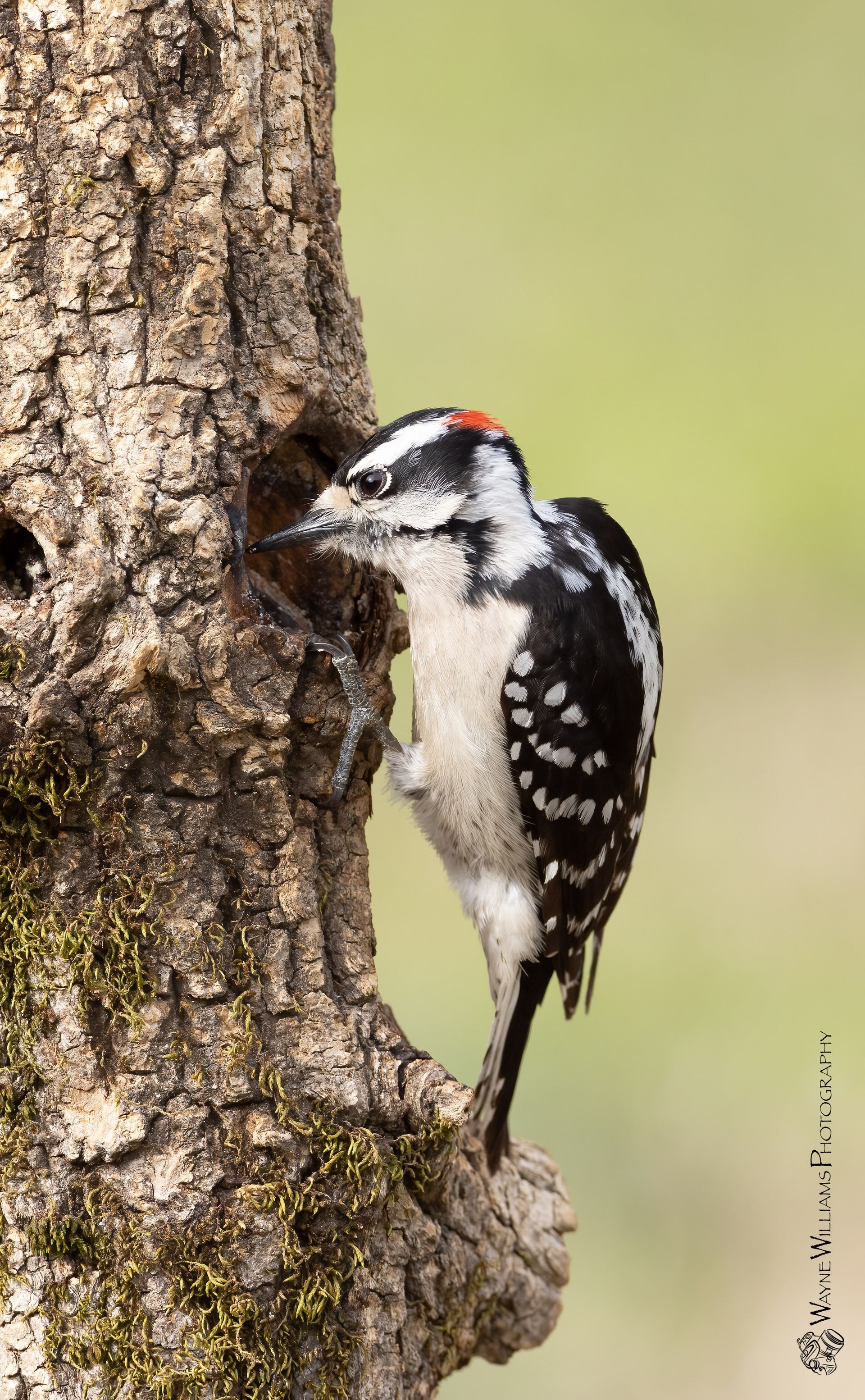 A black and white woodpecker is perched on a tree trunk.