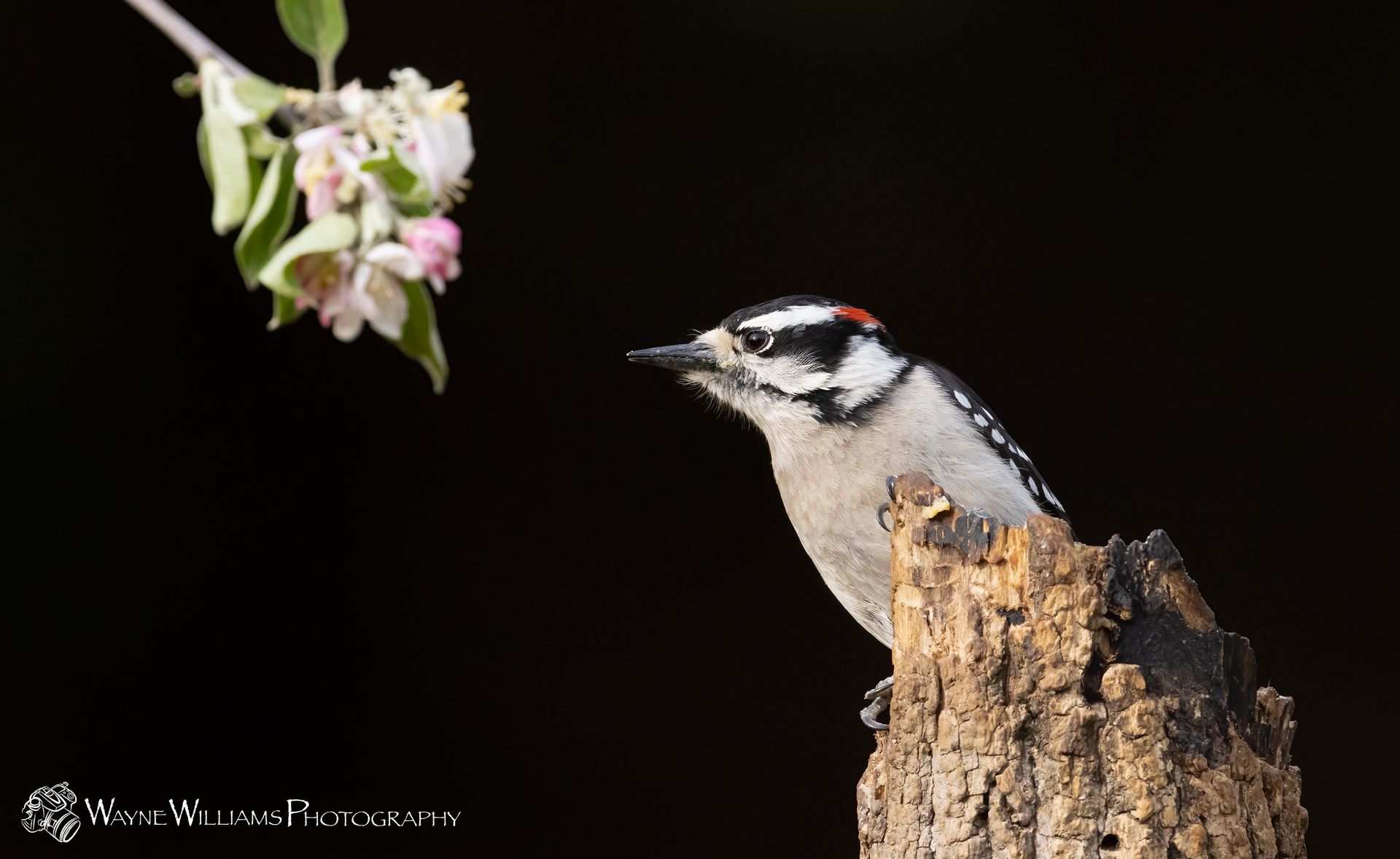 A woodpecker perched on a tree stump next to a flower.