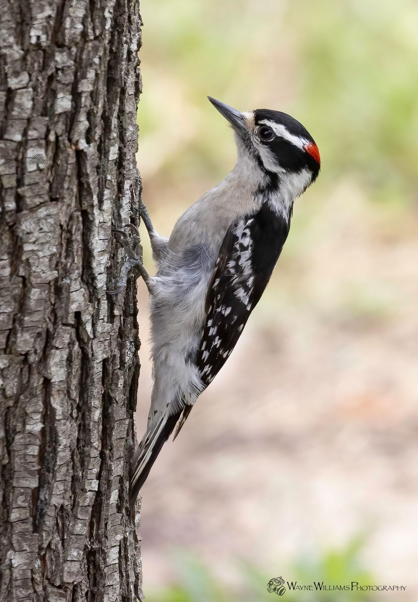 A woodpecker perched on the side of a tree trunk.
