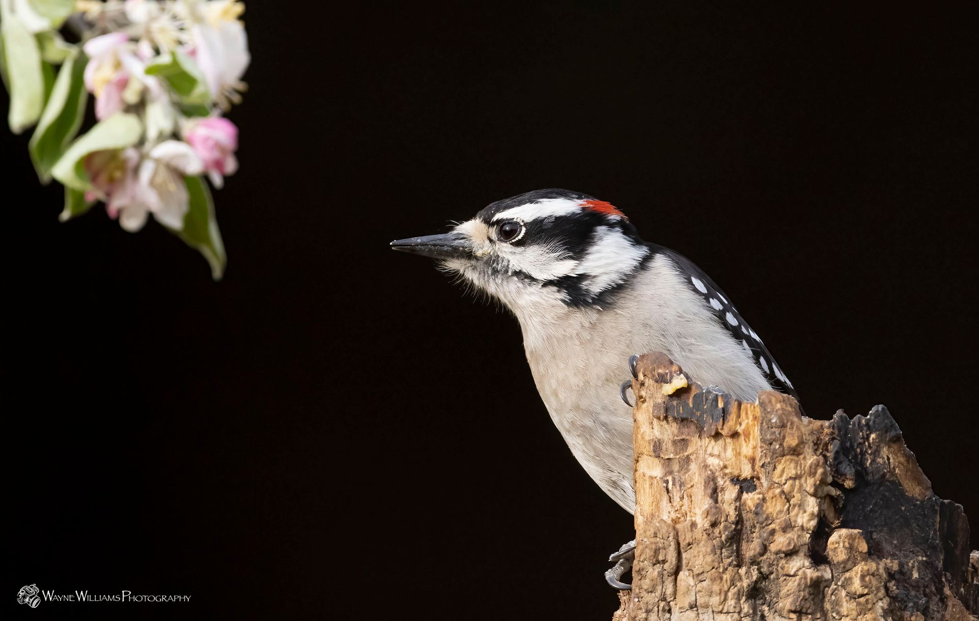 A woodpecker perched on a tree stump looking at a flower.