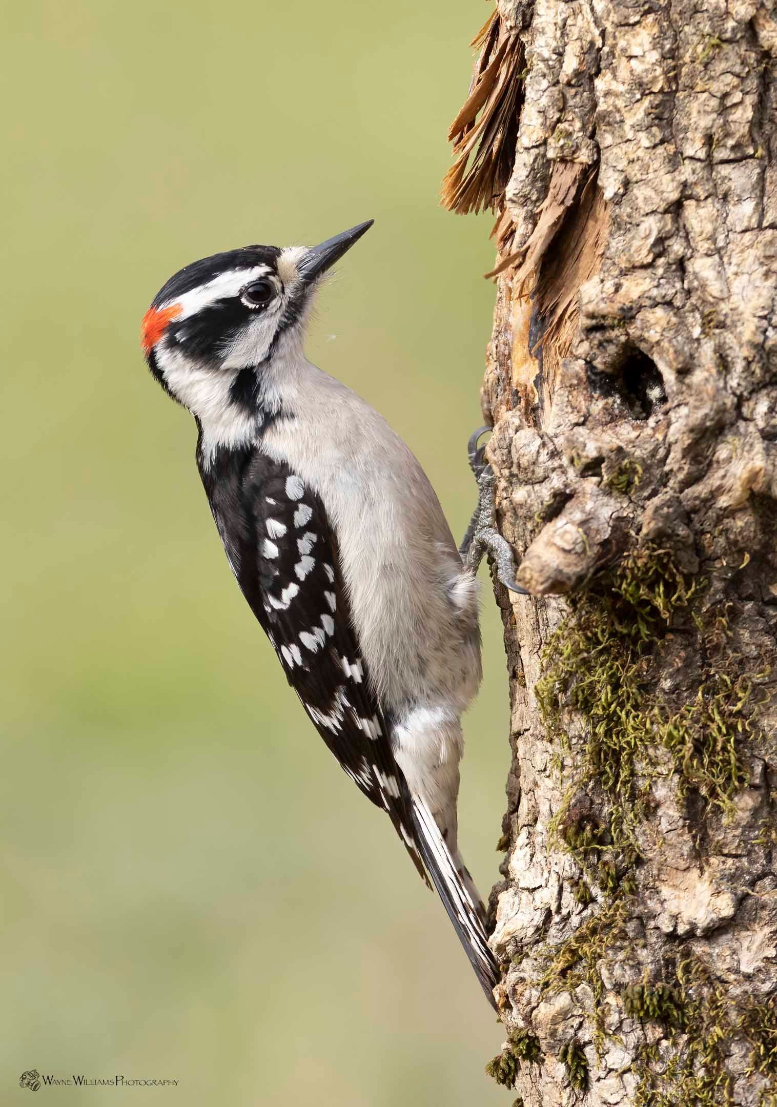 A black and white woodpecker perched on a tree trunk.