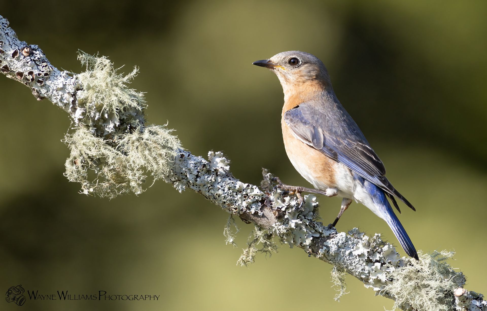 A bird perched on a branch with lichen on it