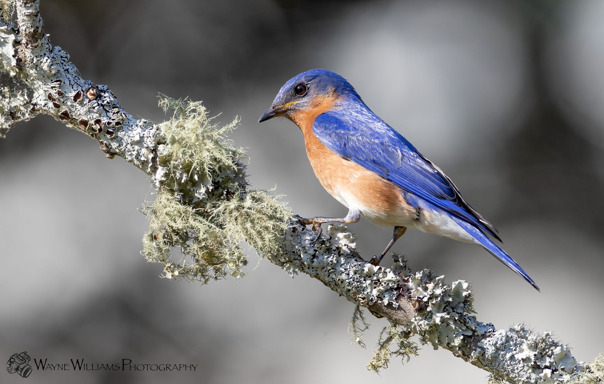 A blue and orange bird perched on a branch