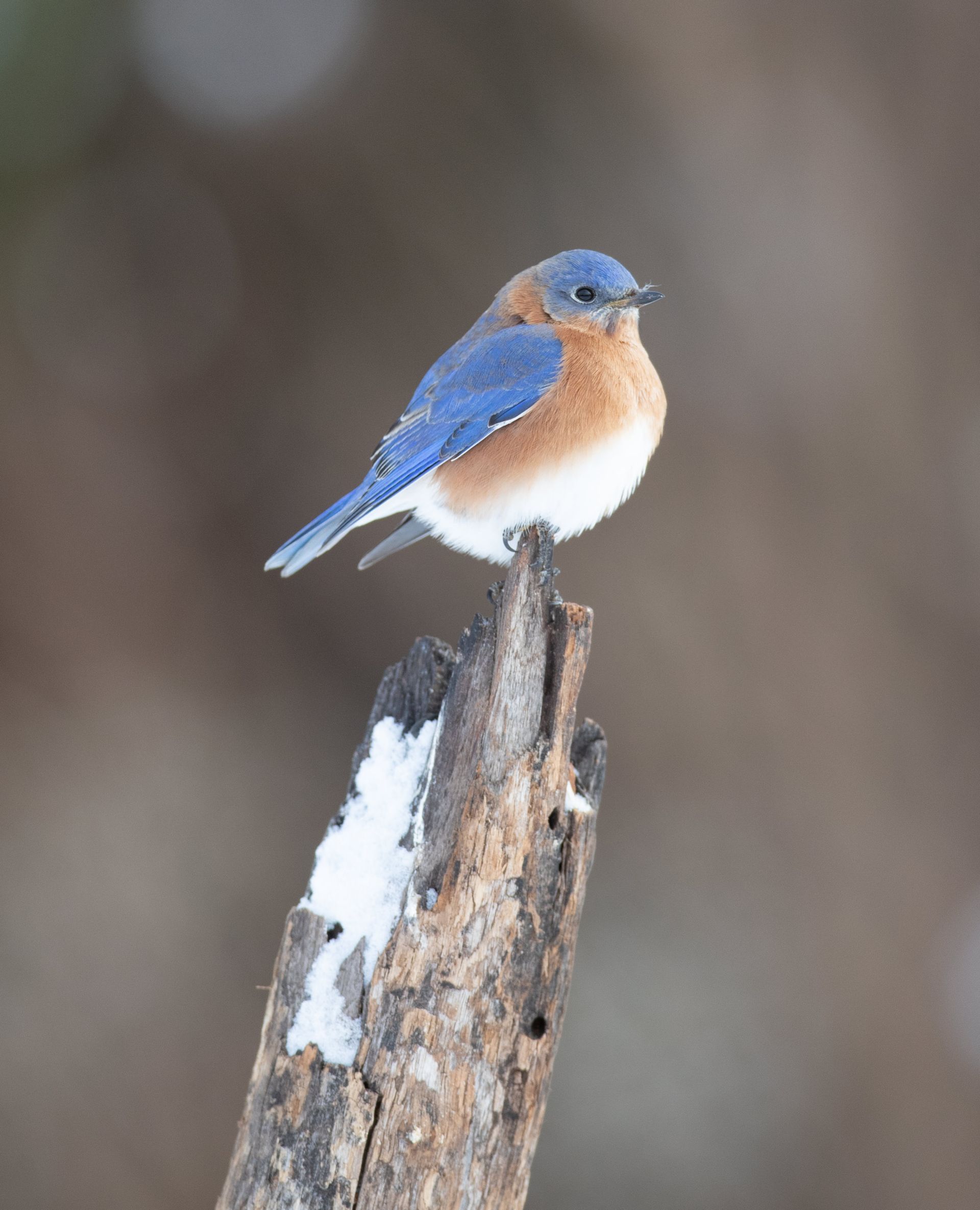 A small blue and brown bird perched on a tree branch