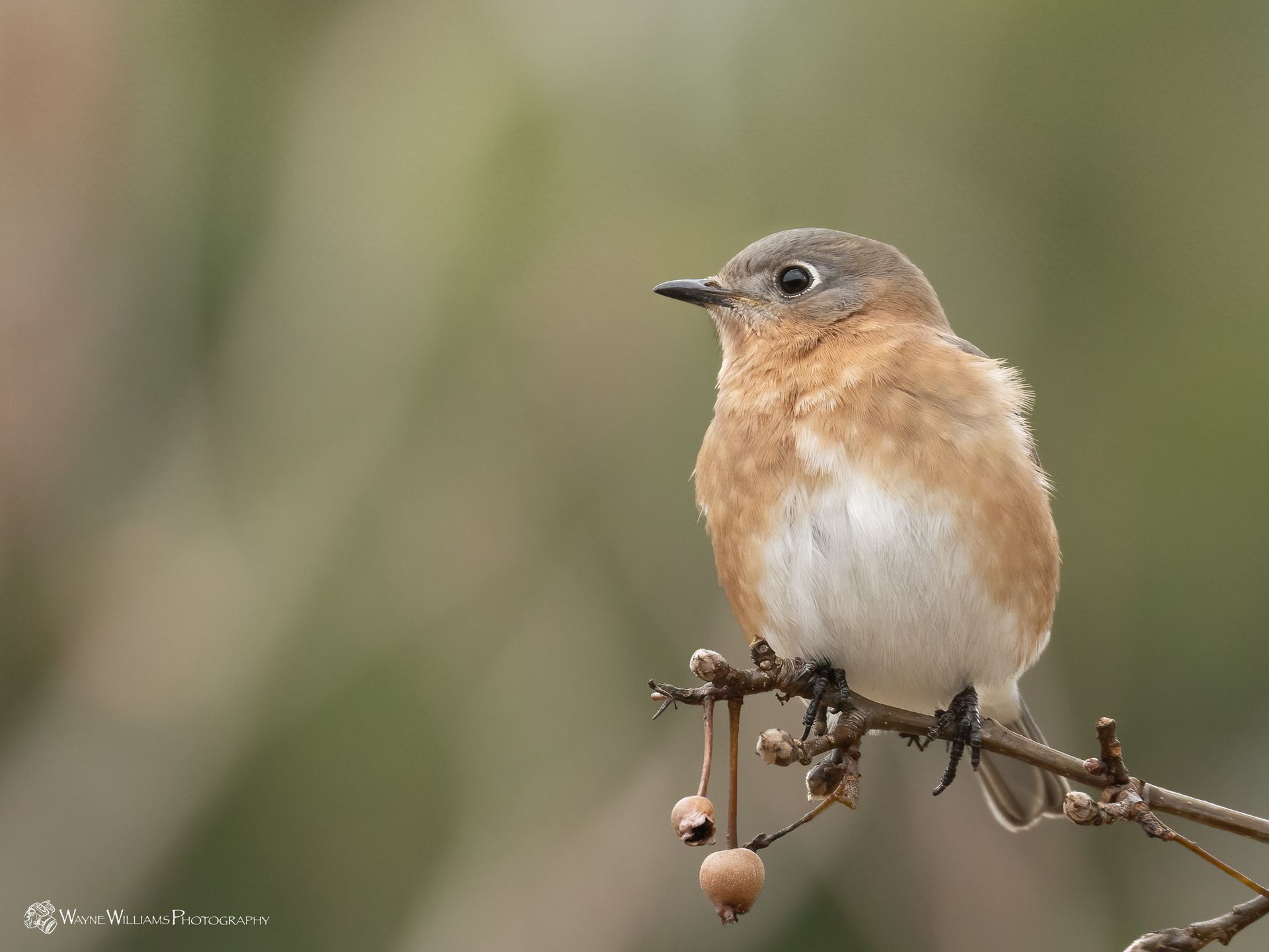 A small brown and white bird perched on a branch.