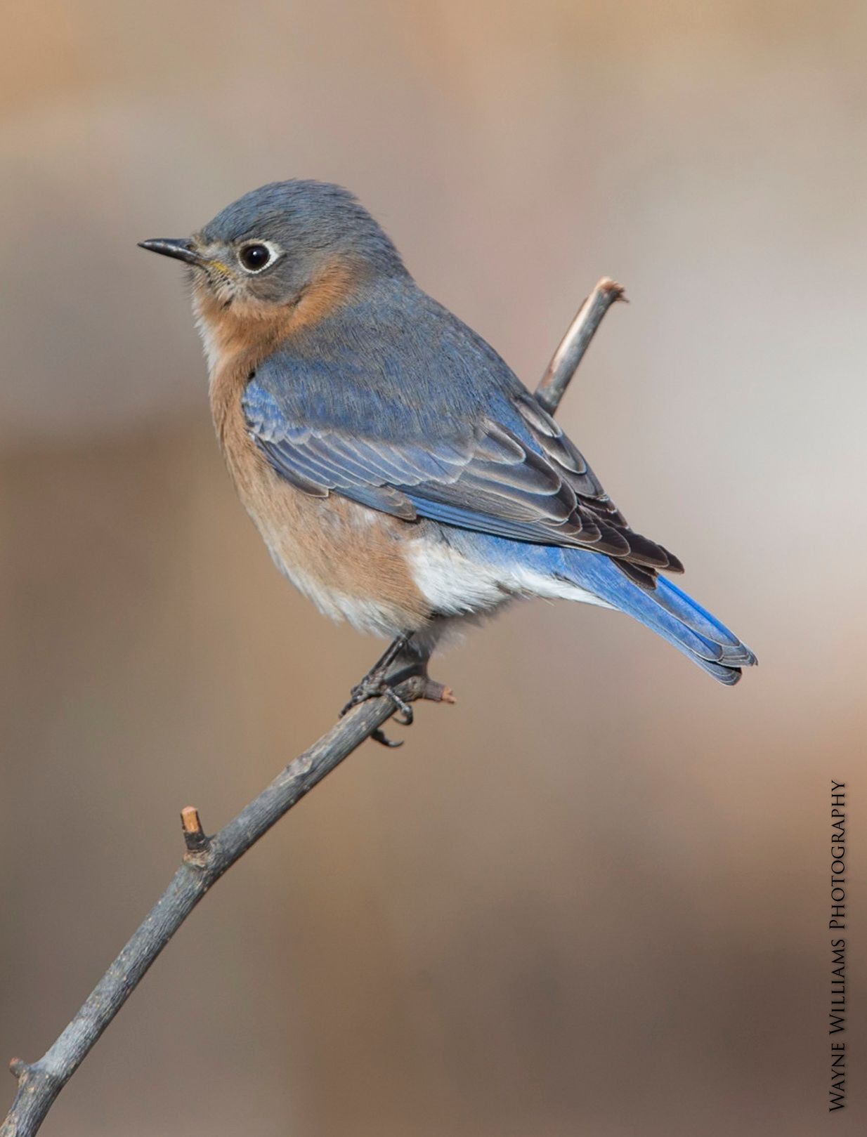 A small blue and brown bird perched on a tree branch.