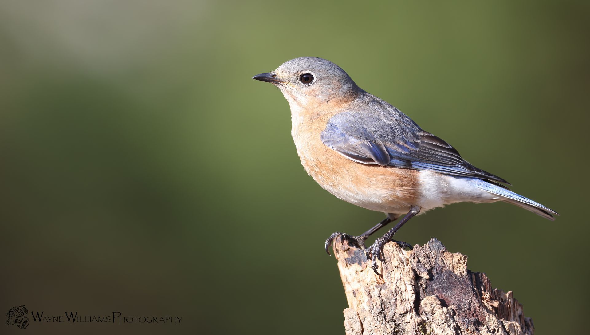 A small bird perched on top of a tree branch.