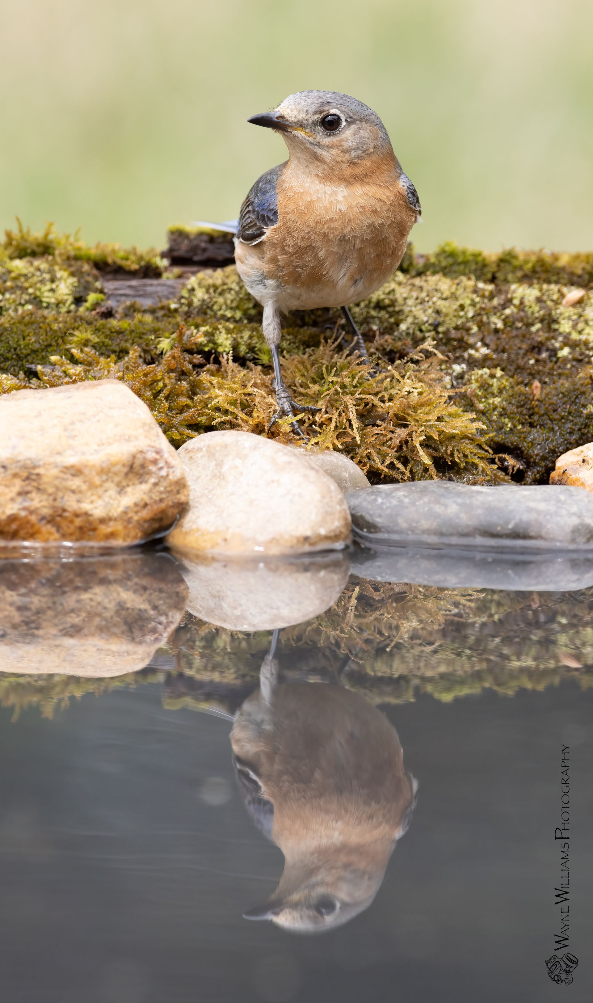 A small bird is standing on a rock next to a body of water.