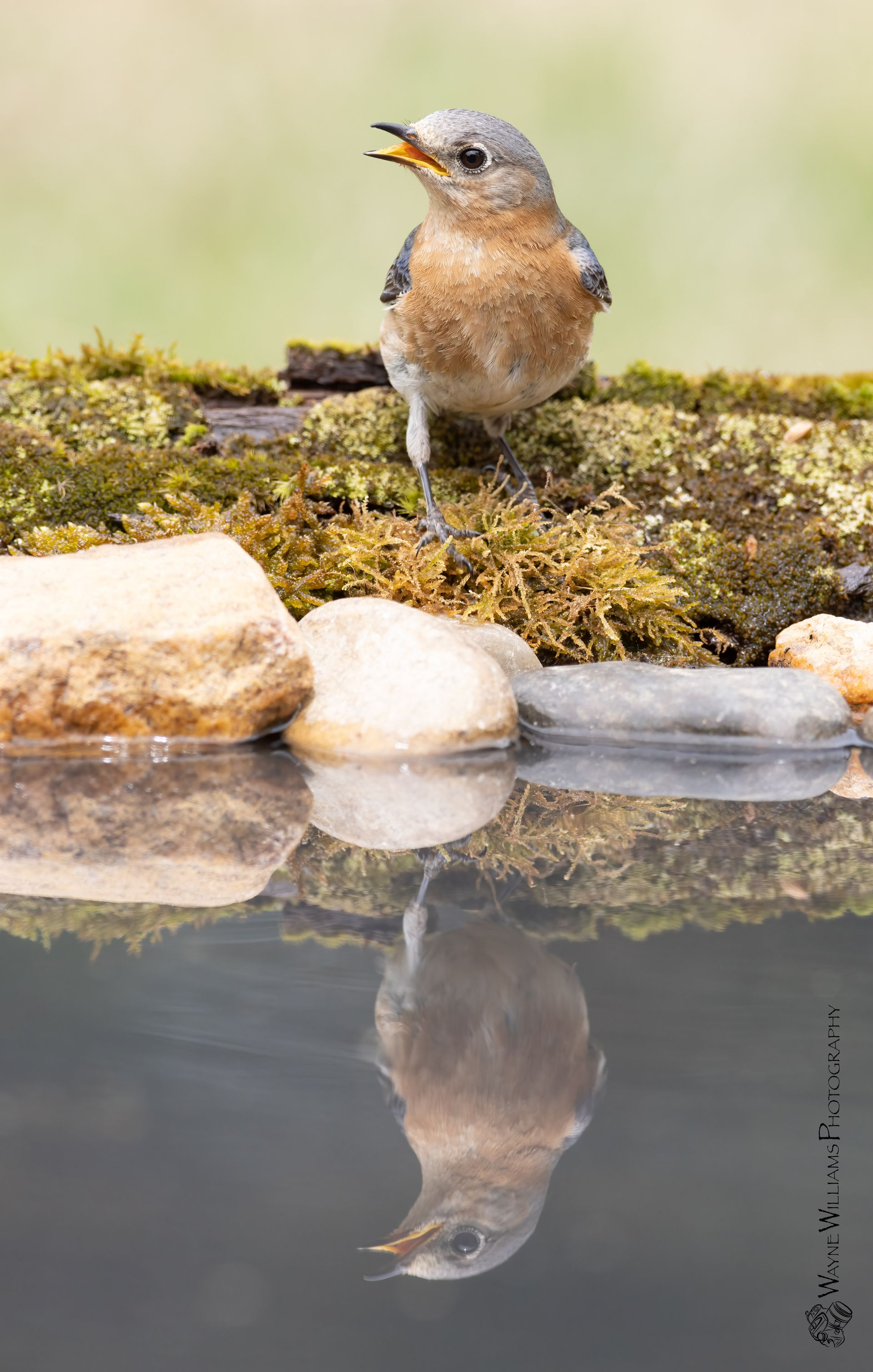 A small bird is standing on a rock next to a body of water.