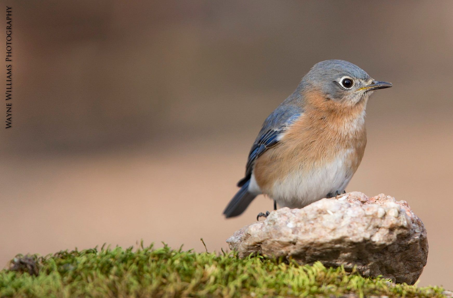 A small bird perched on top of a rock covered in moss.
