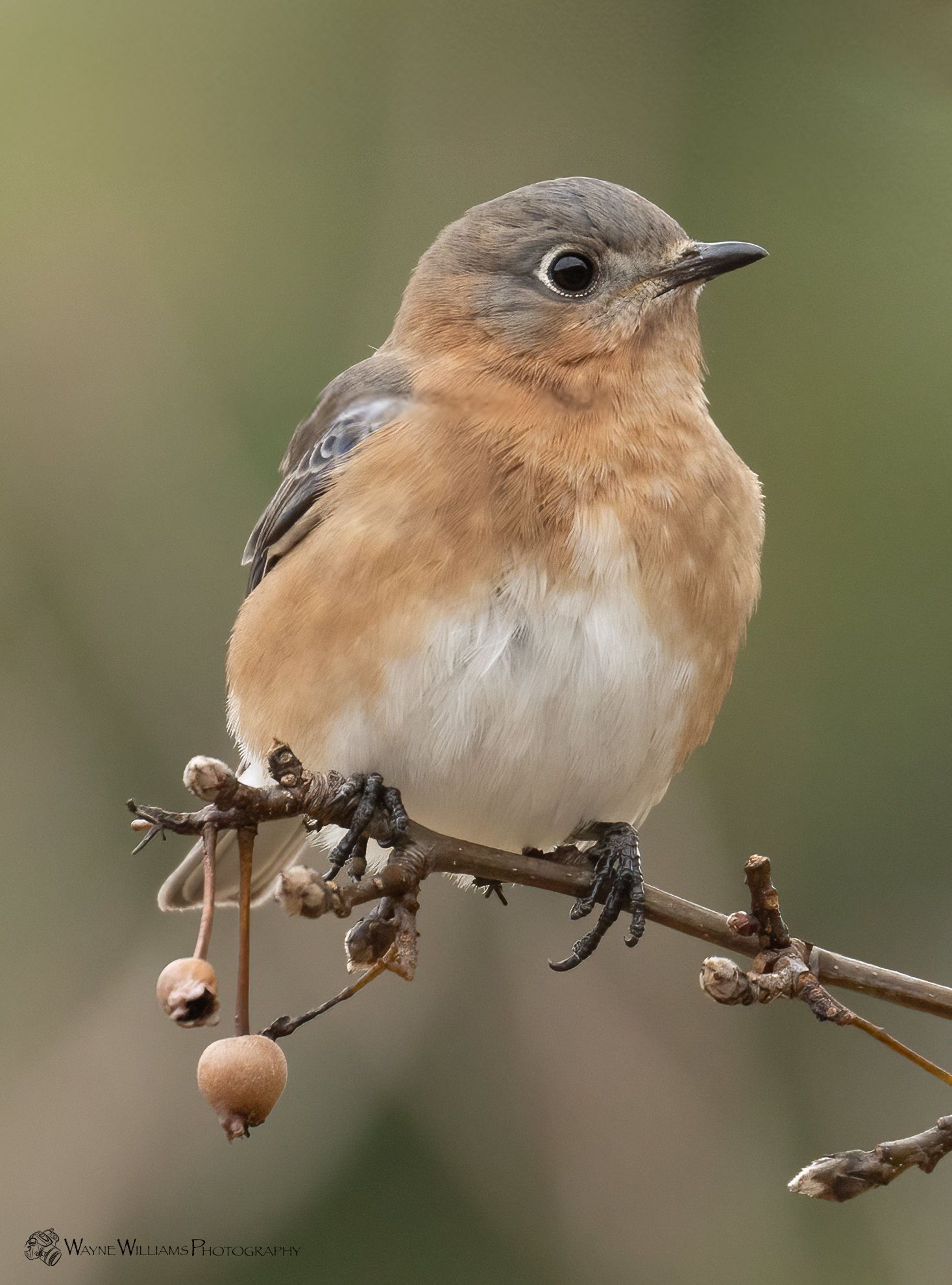 A small brown and white bird perched on a branch.